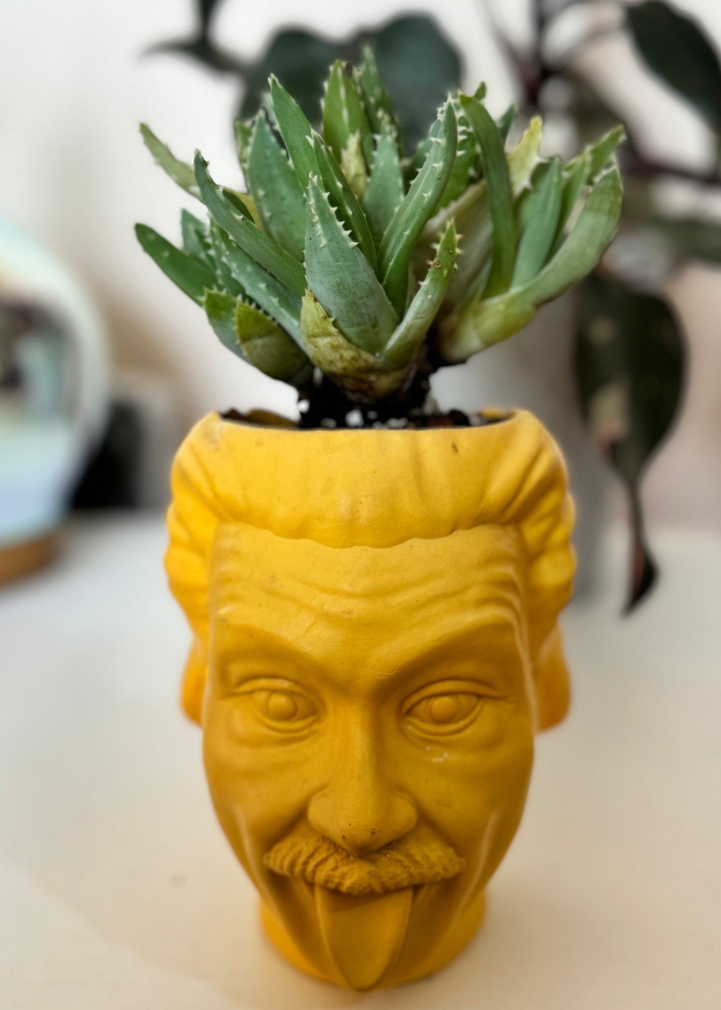 Aloe brevifolia