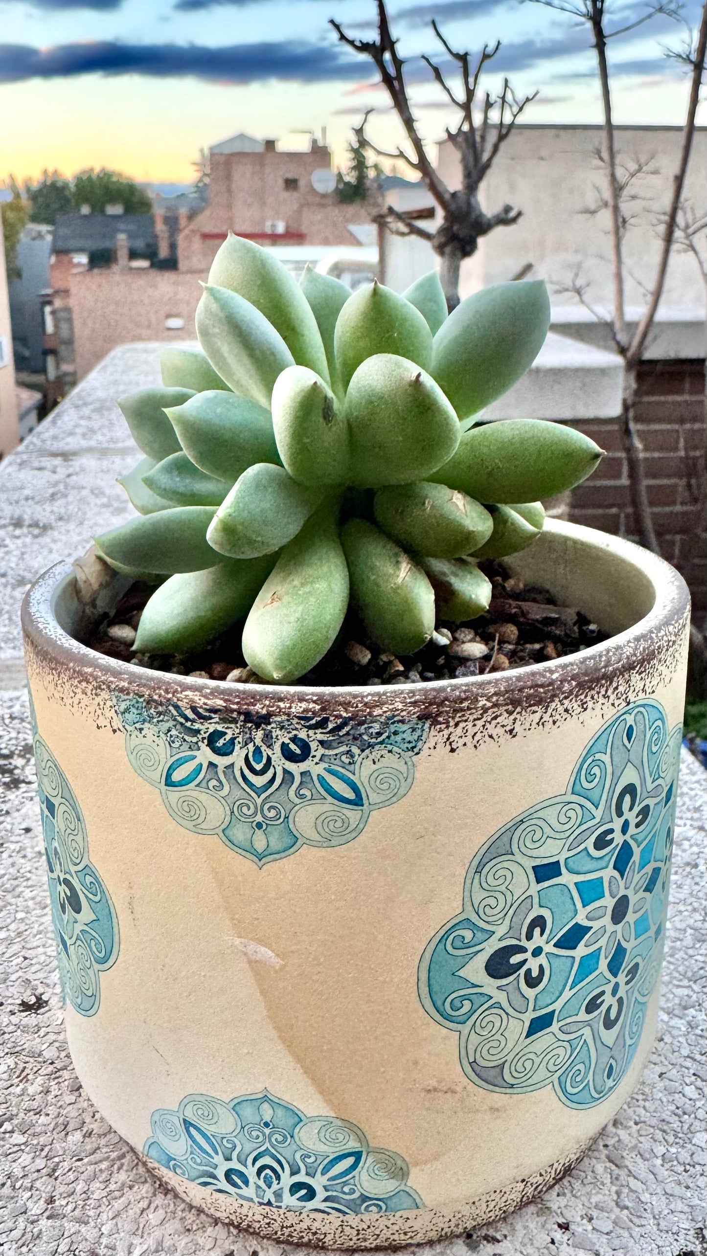 Sedum "Spring Glow"