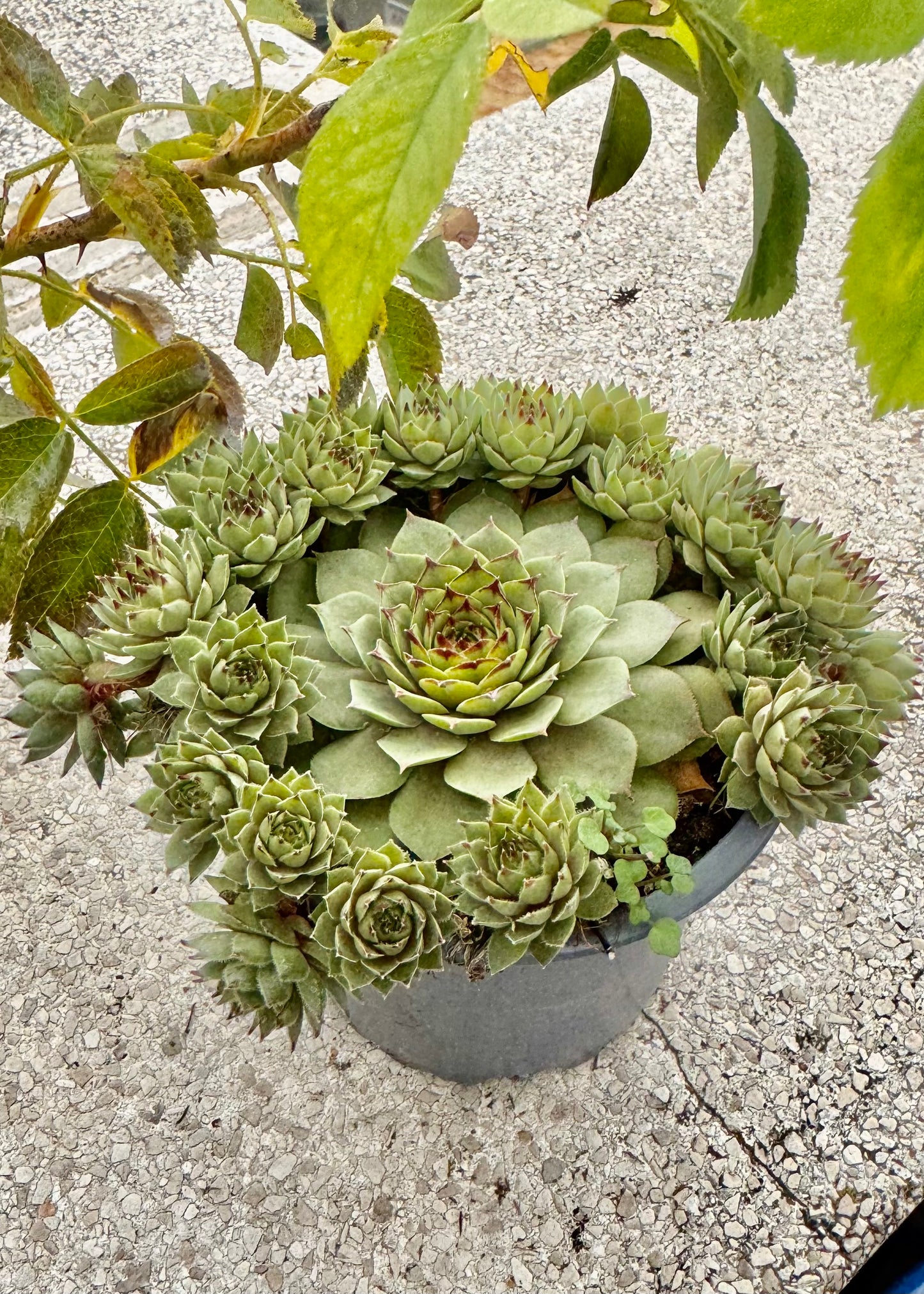 Echeveria Siempreviva 1.