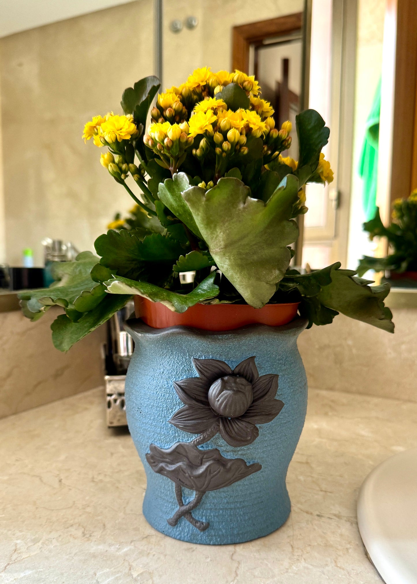 Kalanchoe Blossfeldiama (flores amarillas)