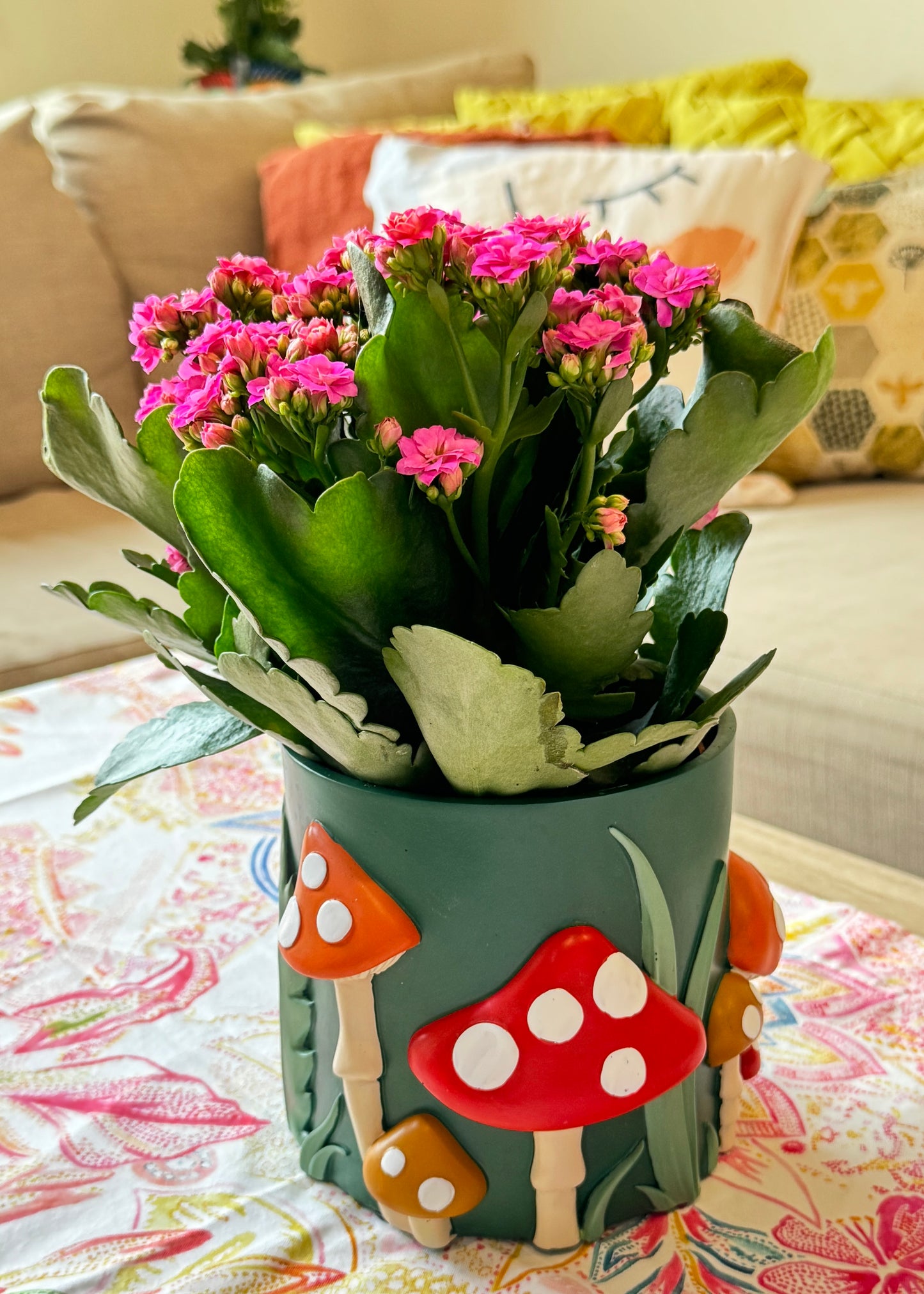Kalanchoe Blossfeldiama (flores rosadas)