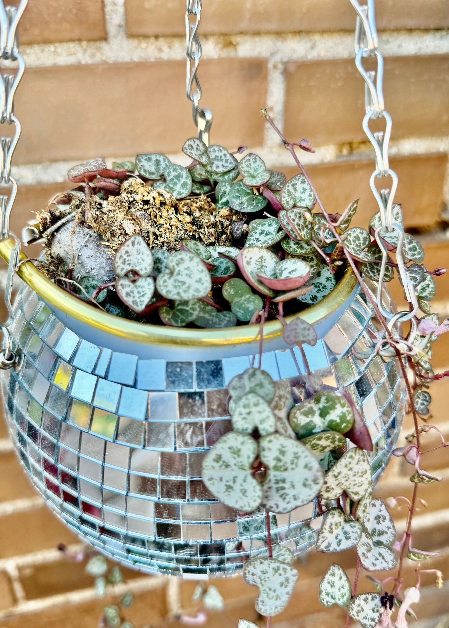 Ceropegia linearis subsp. woodii (Collar de corazones)
