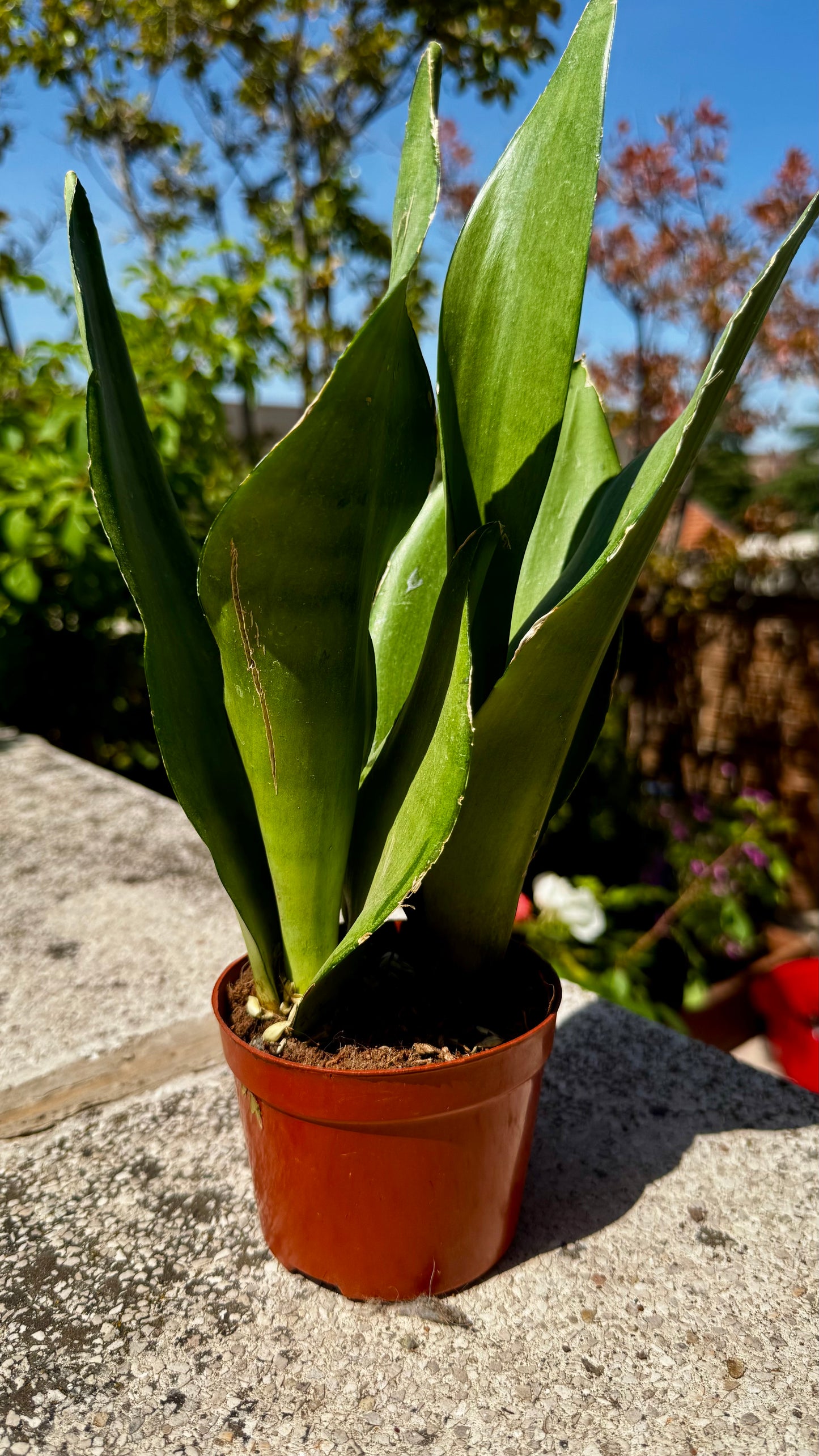Sansevieria kirkii ‘Silver Blue’