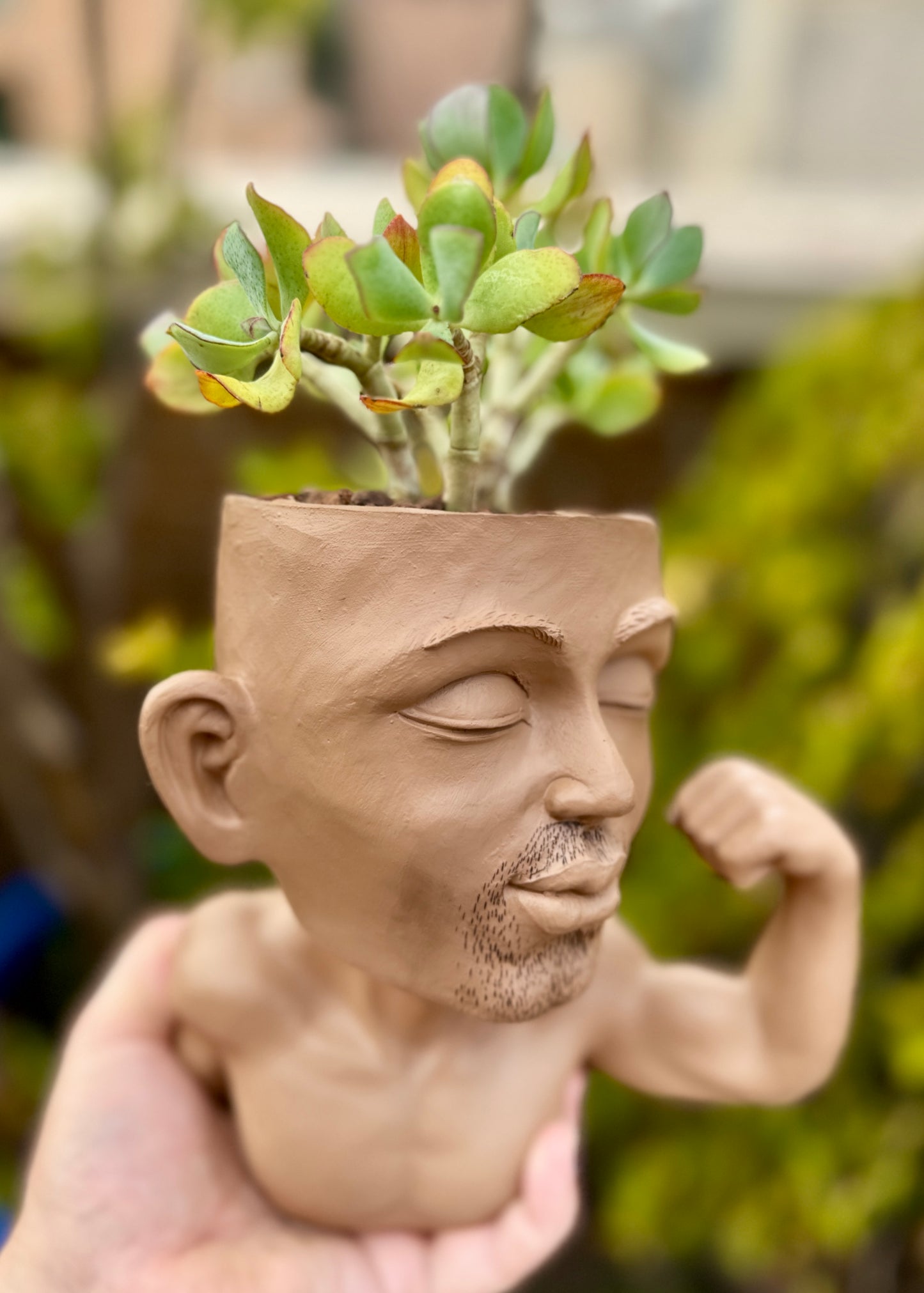Crassula arborescens