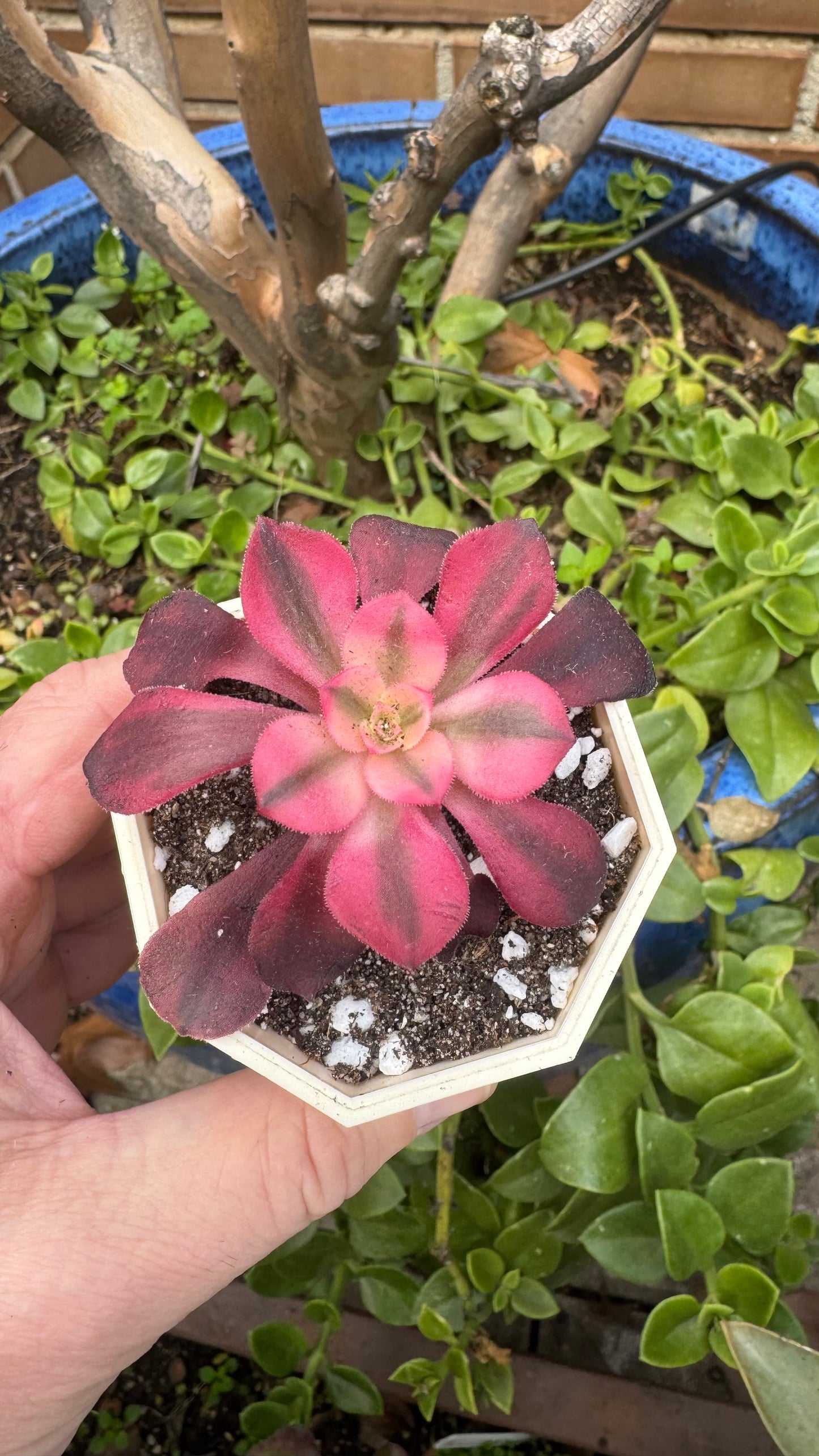 Aeonium Medusa