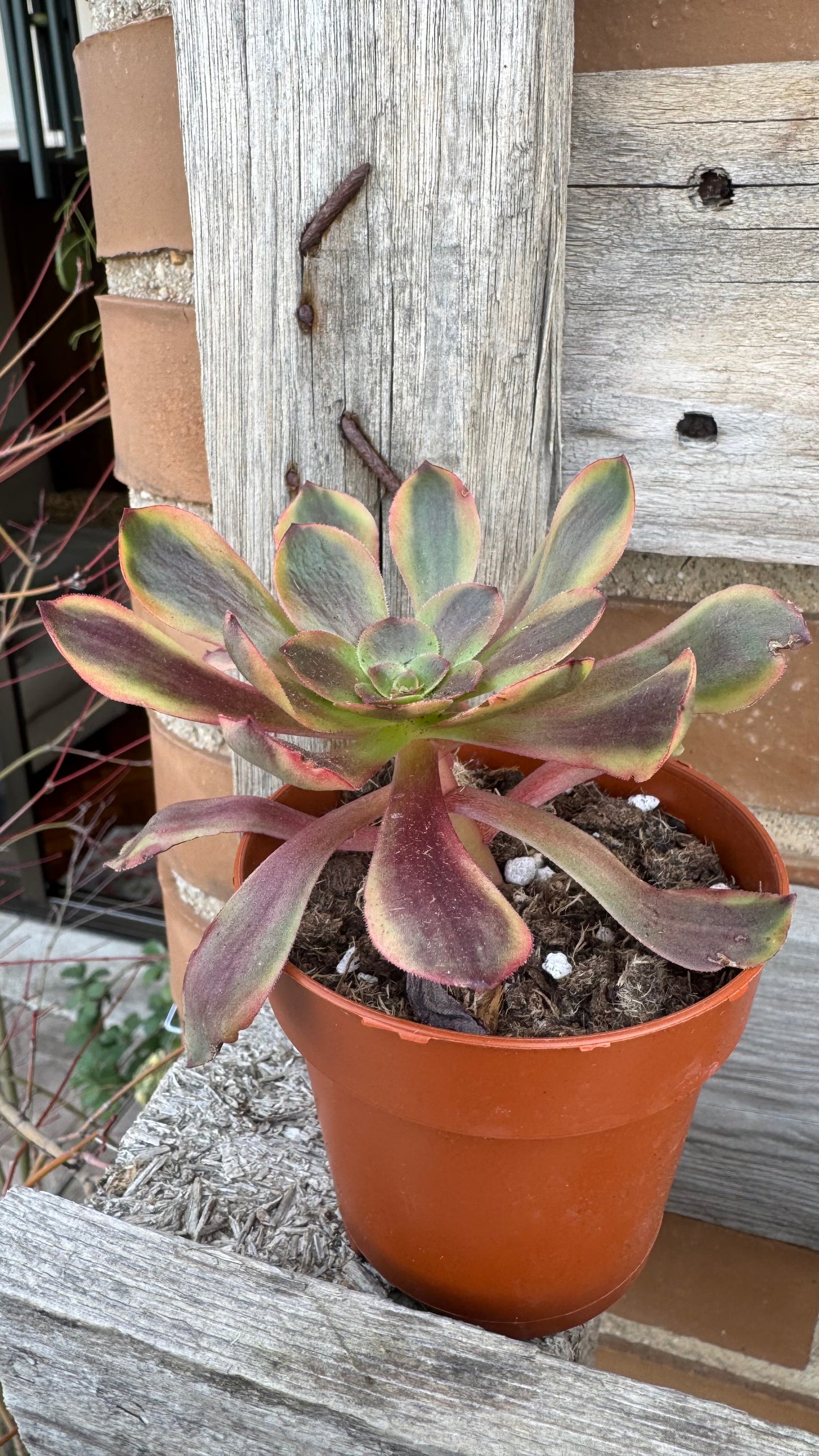 Aeonium SuperBang