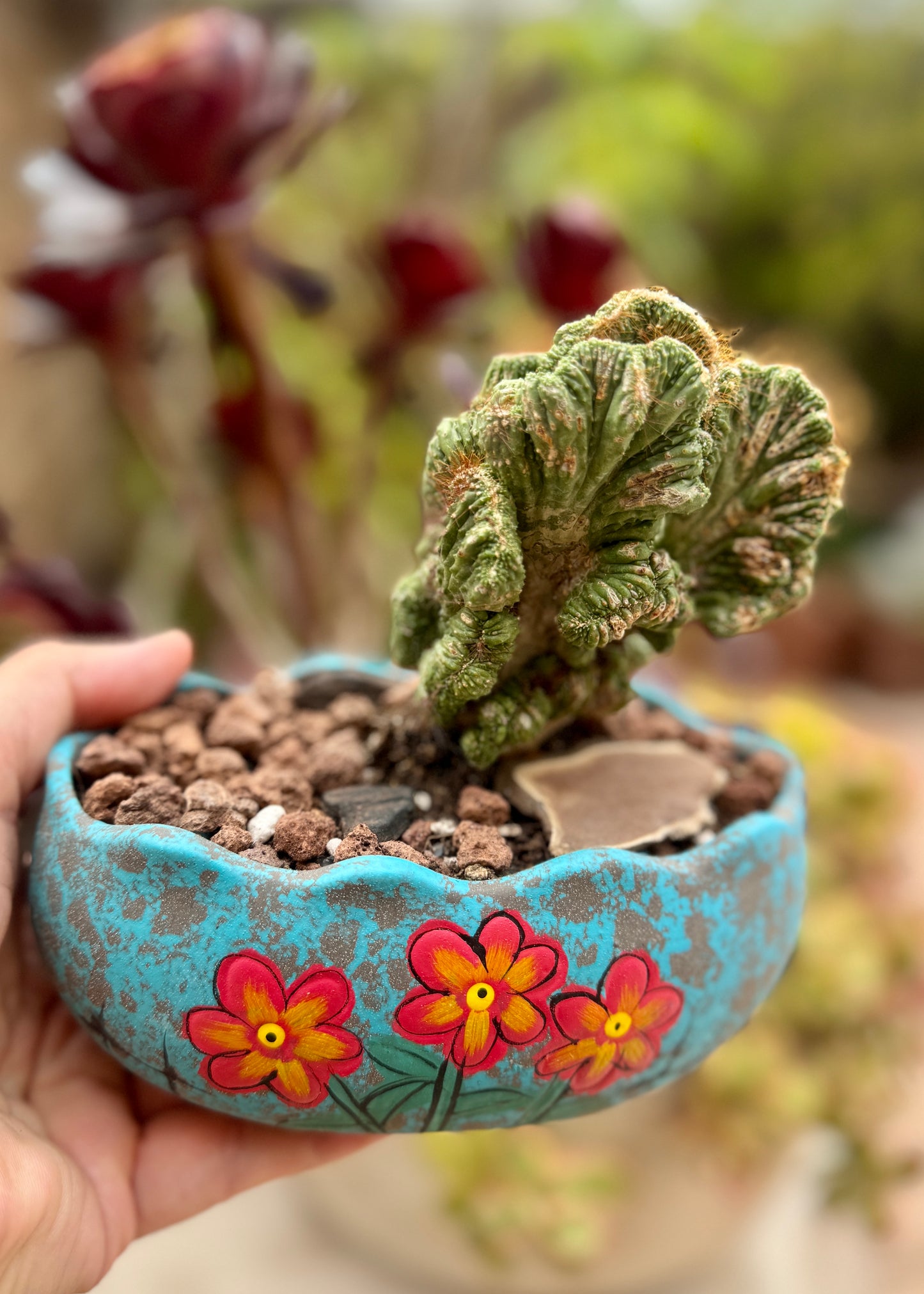 Cactus Aztekium
