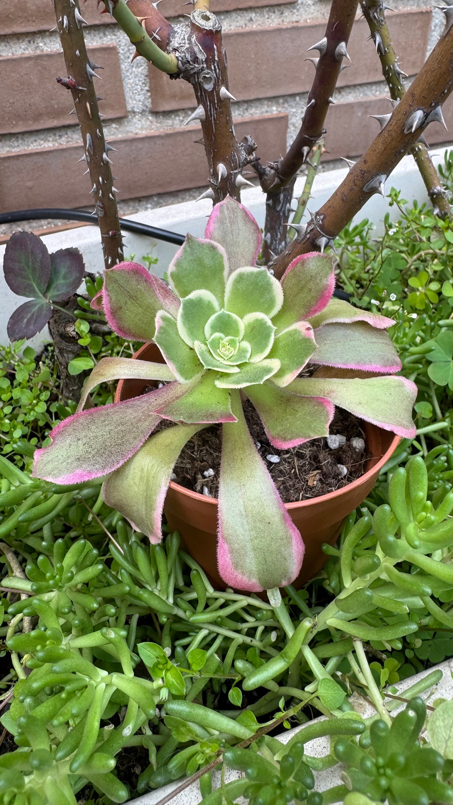 Aeonium Green Witch
