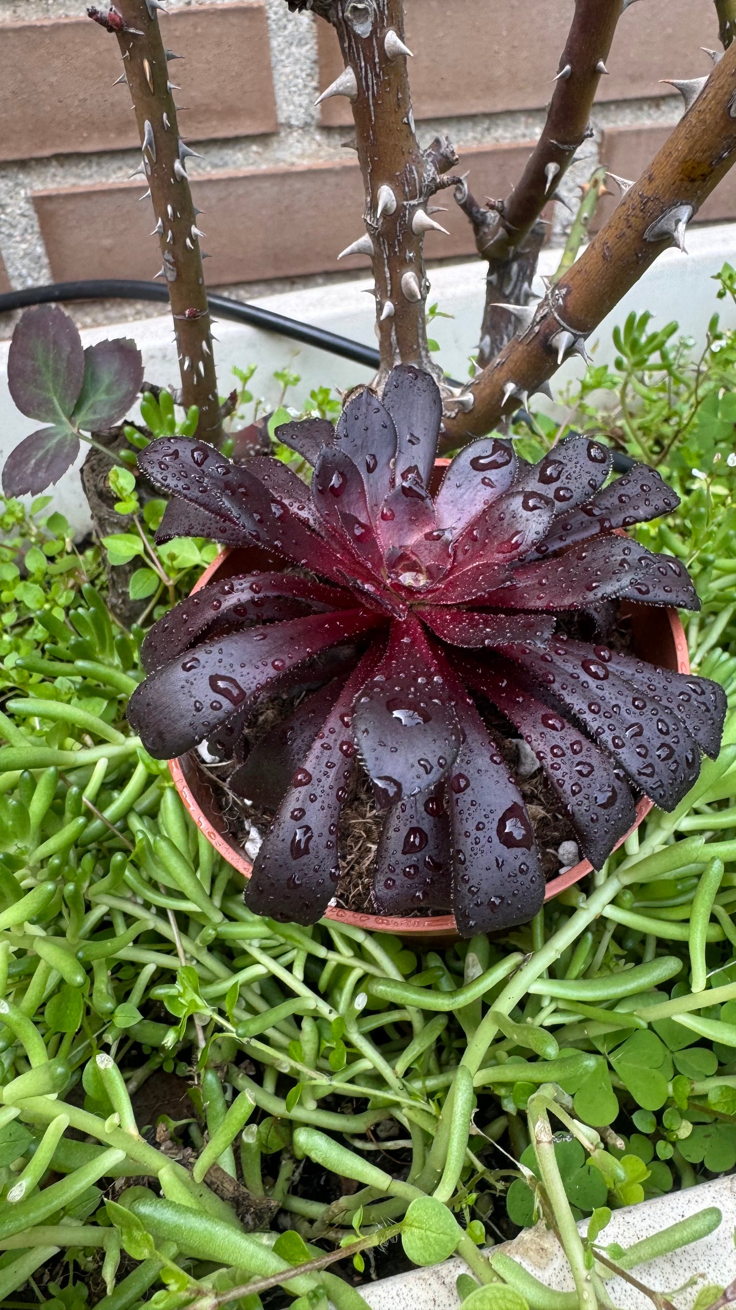 Aeonium Schwarzkopf
