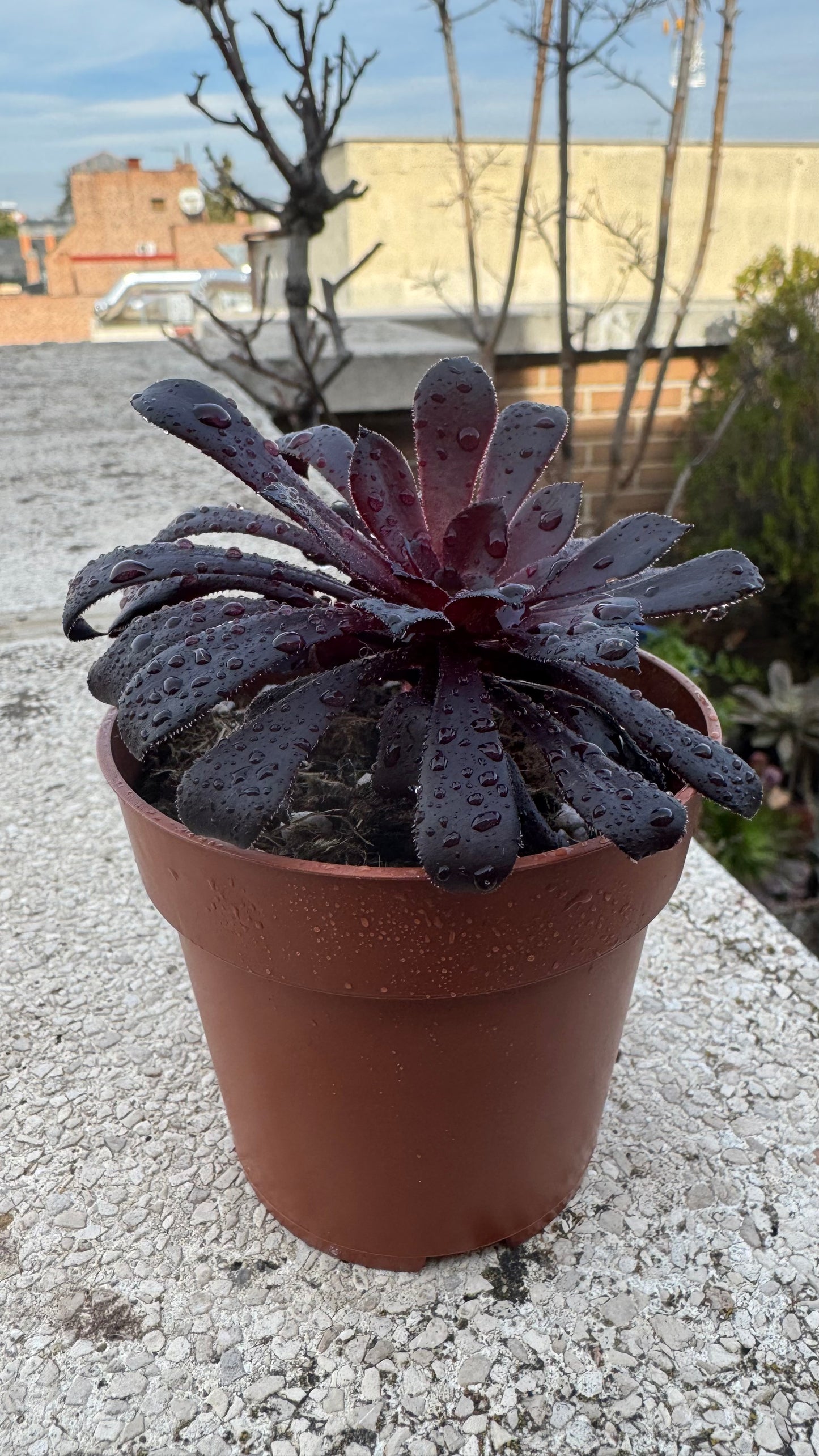 Aeonium Schwarzkopf