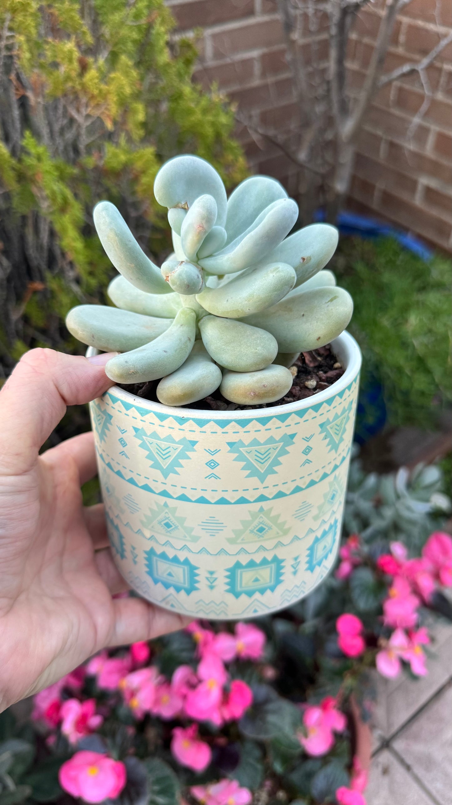 Pachyphytum oviferum
