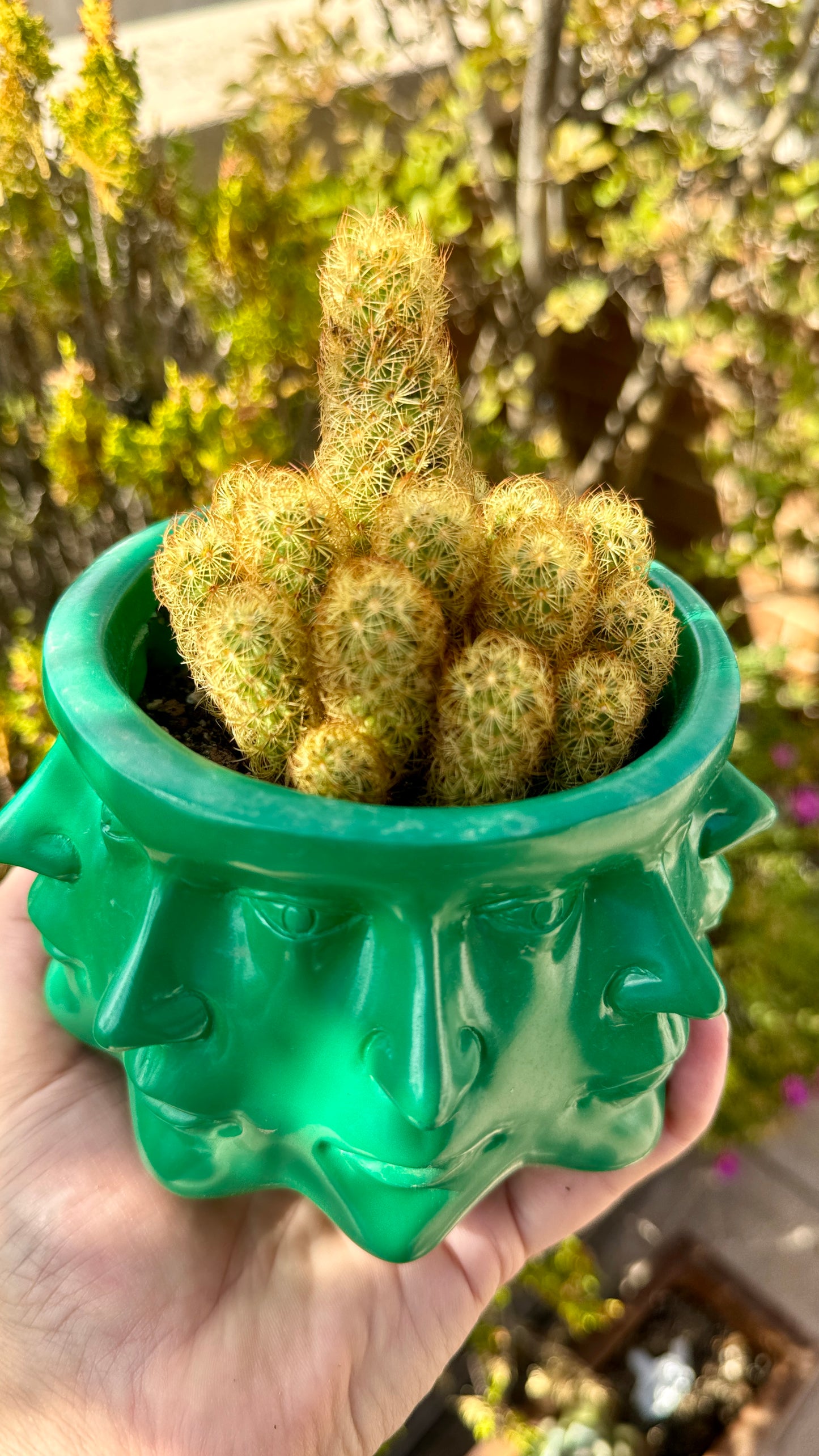 Cactus Mammillaria Elongata