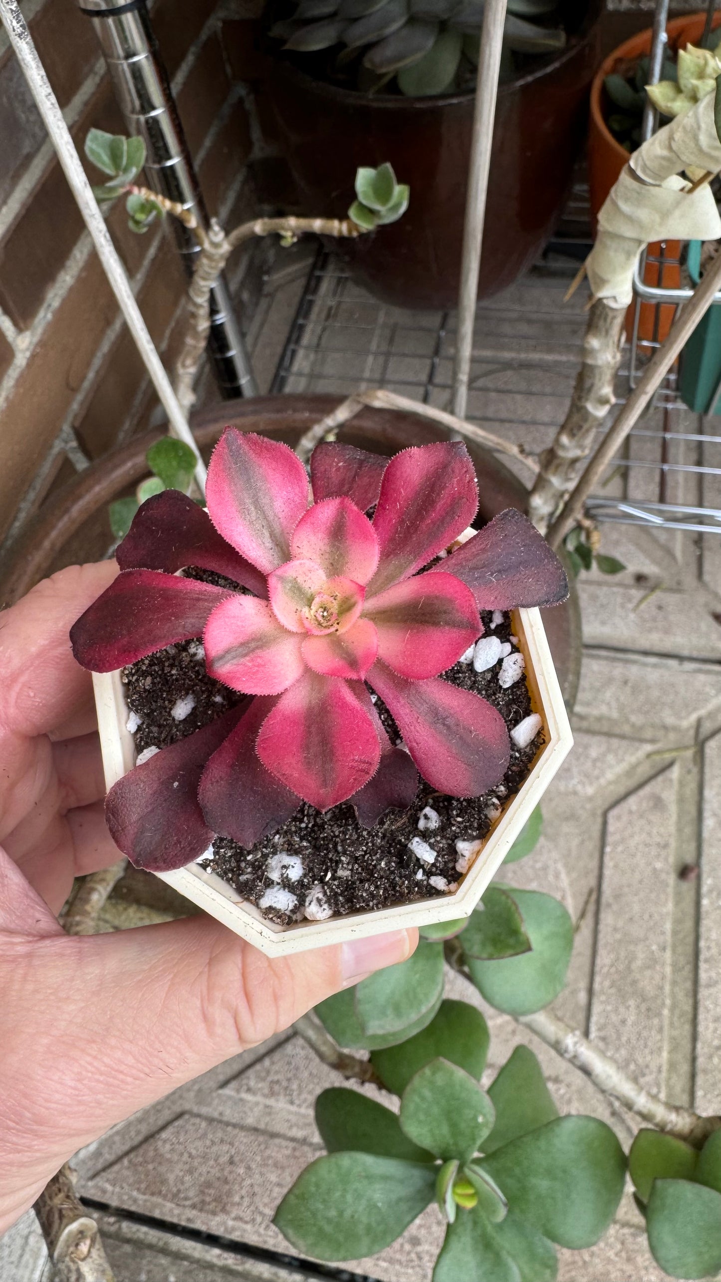 Aeonium Medusa