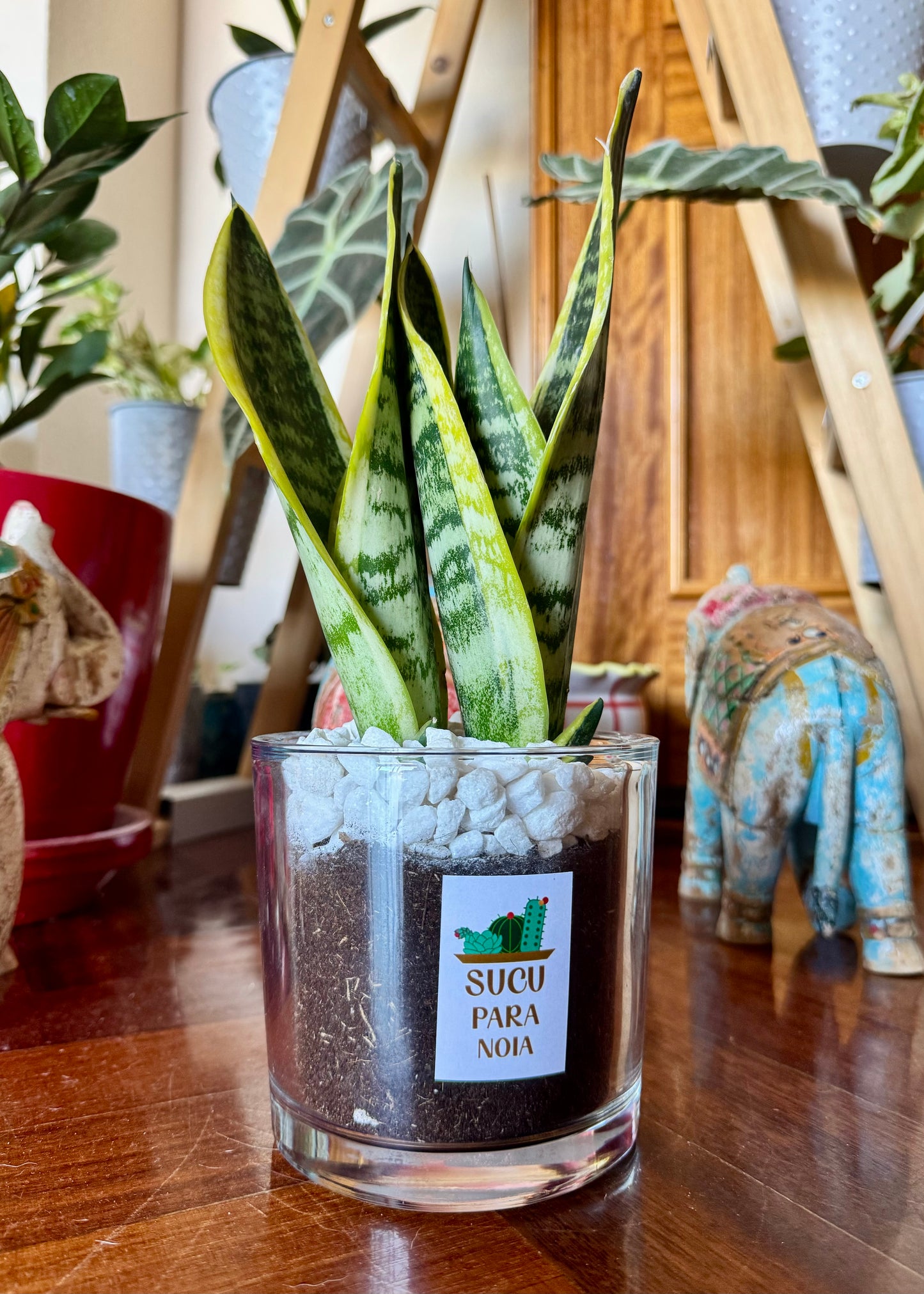 Sansevieria o Lengua de Suegra