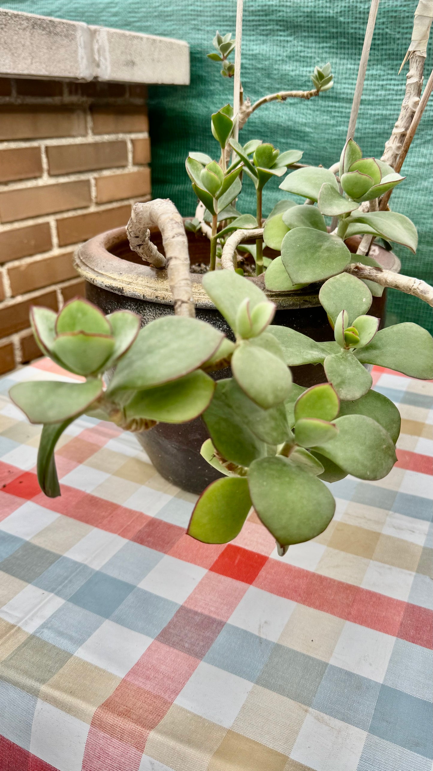 Cotyledon orbiculata – Esqueje enraizado para colección