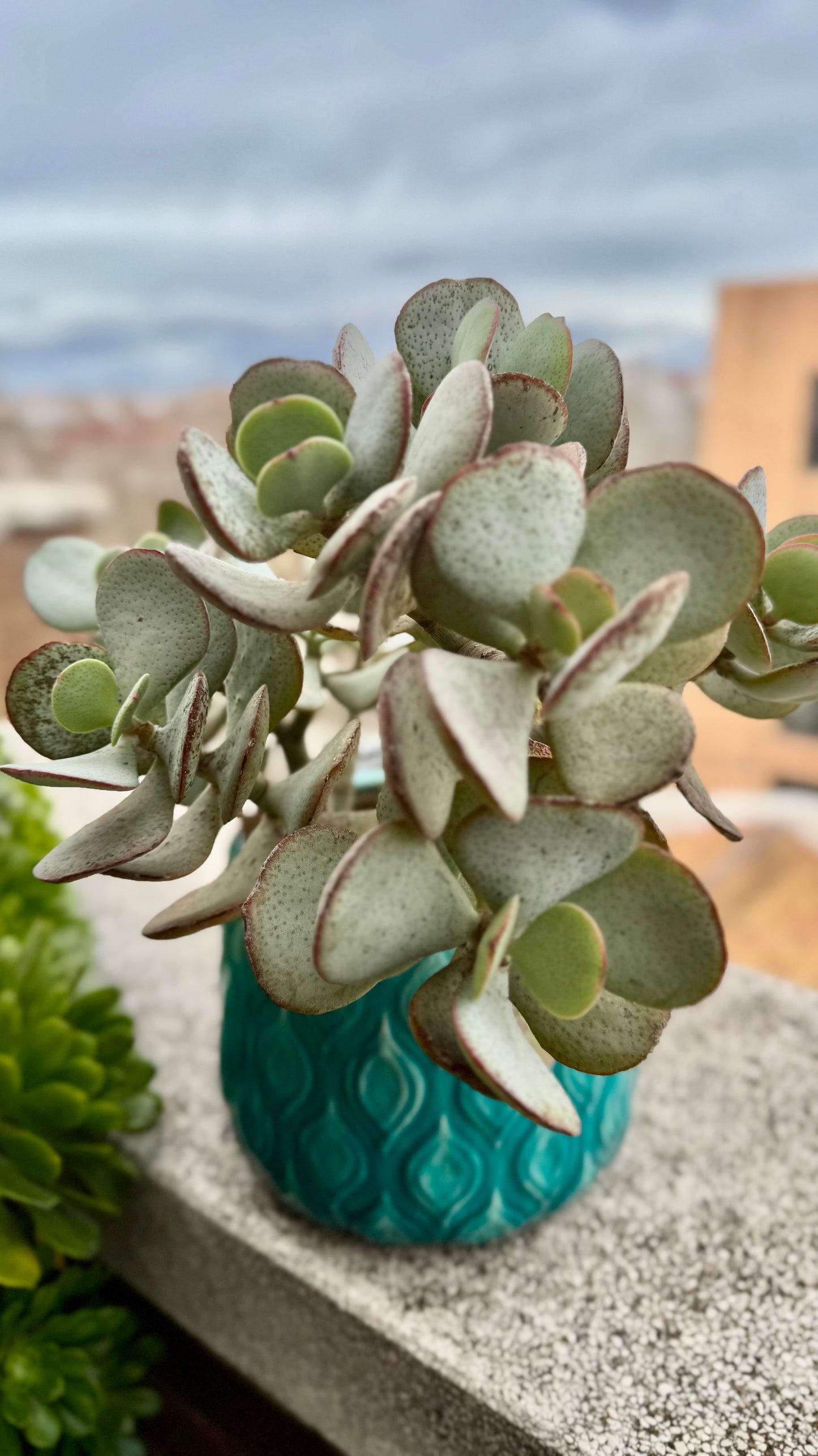 Crassula arborescens – Esqueje enraizado para colección