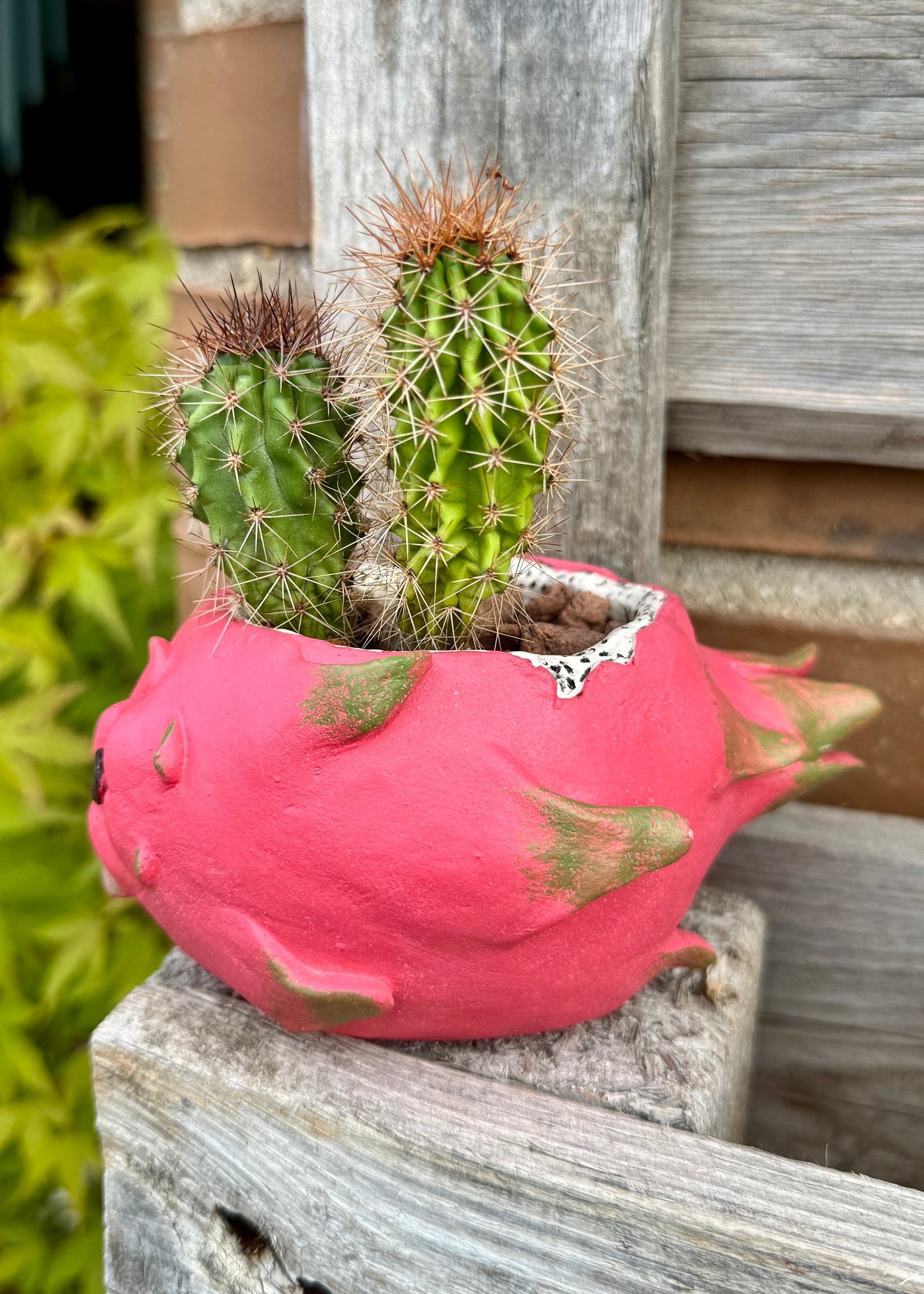 Cactus Echinocereus Coccineus
