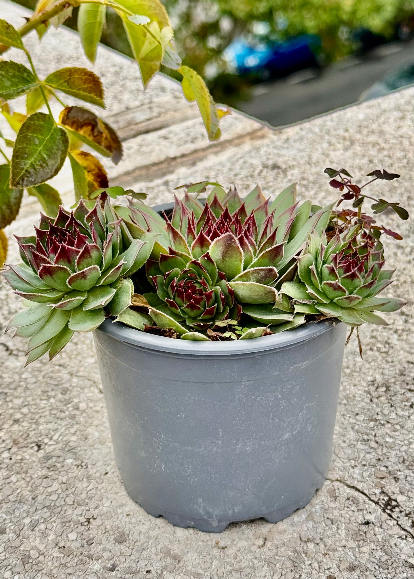 Echeverias Siempreviva 3.