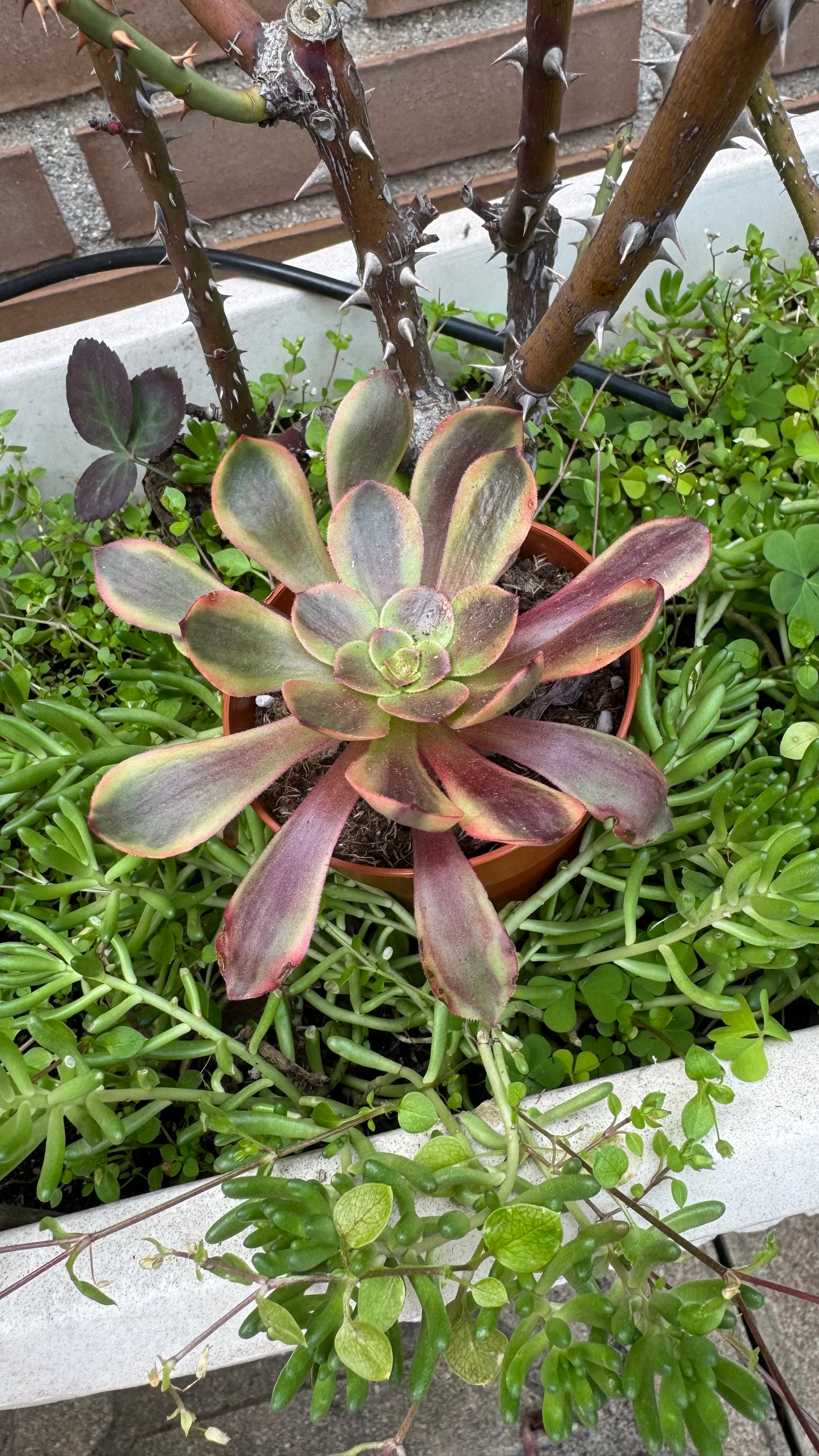 Aeonium SuperBang