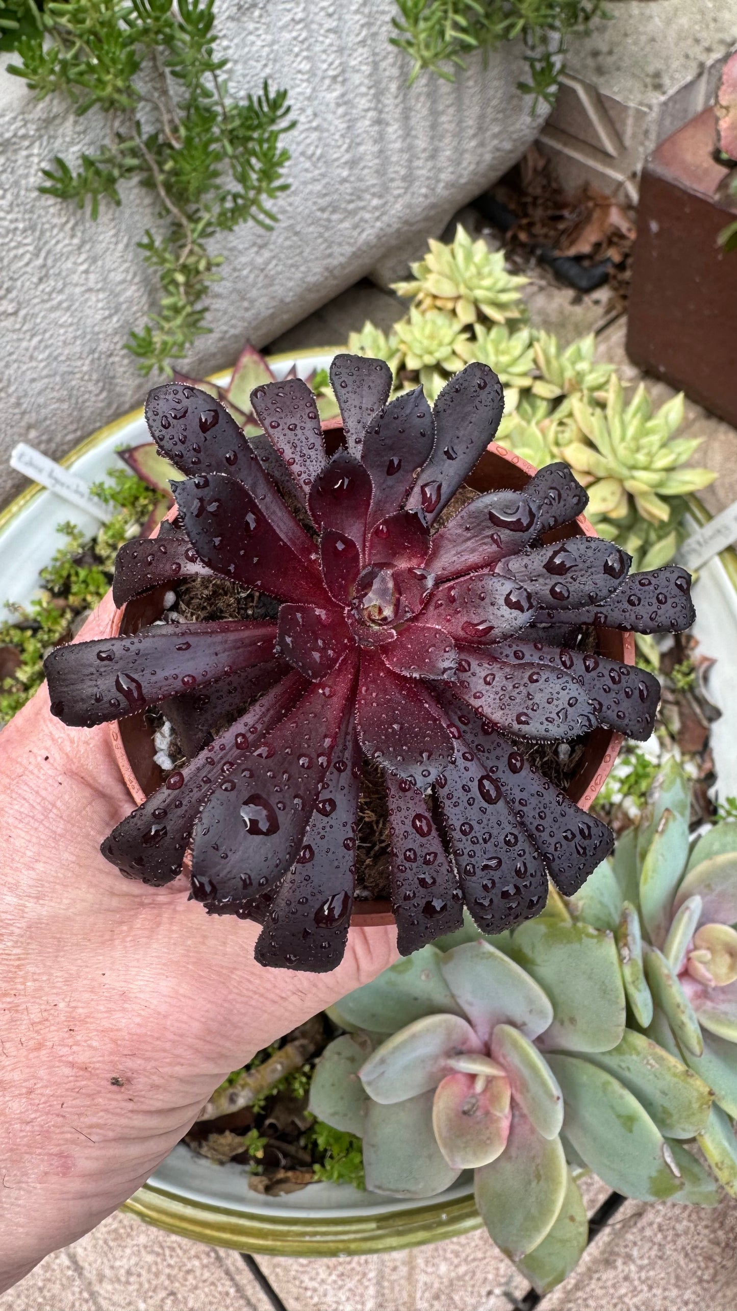 Aeonium Schwarzkopf