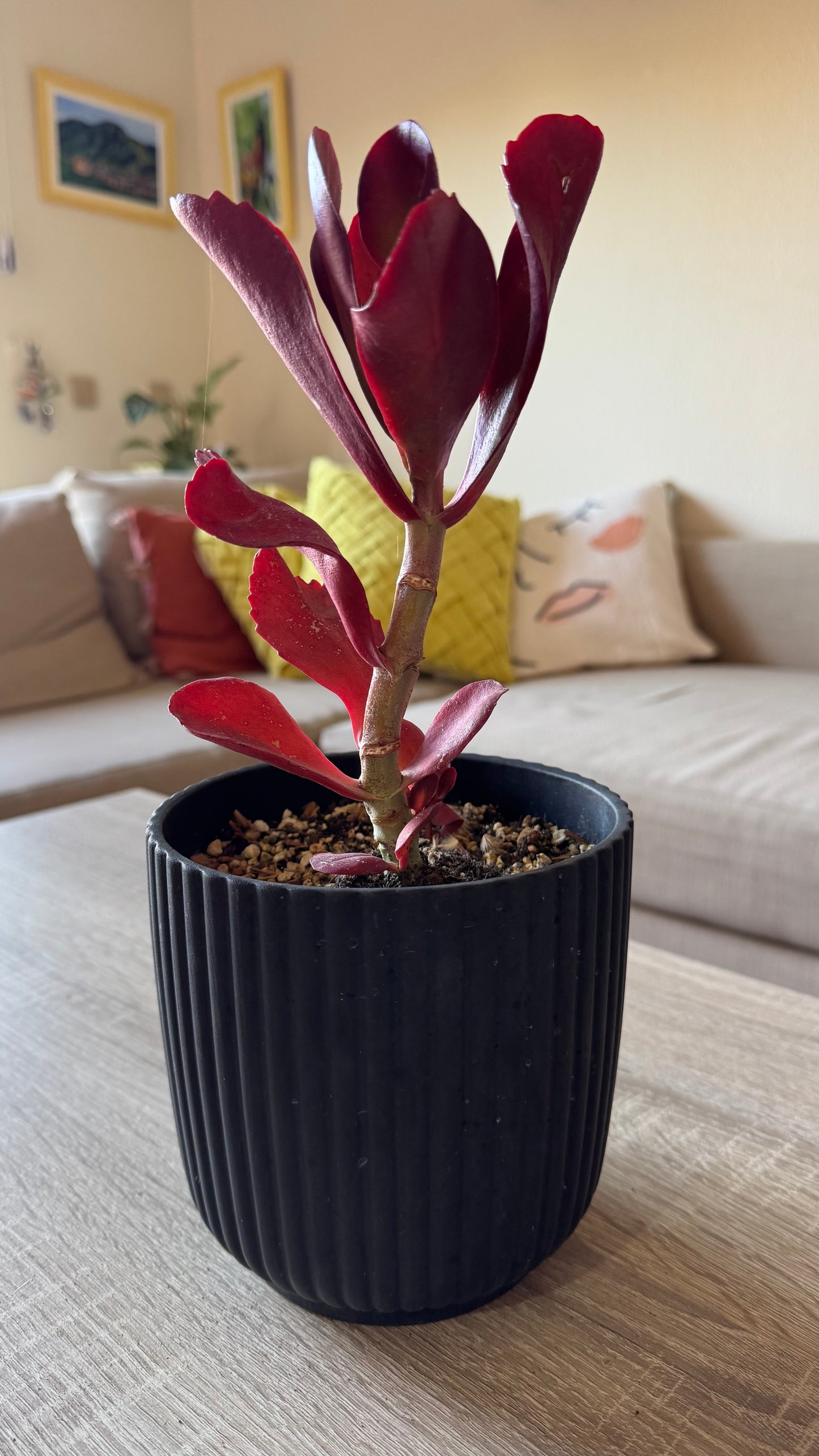 Kalanchoe Vivien