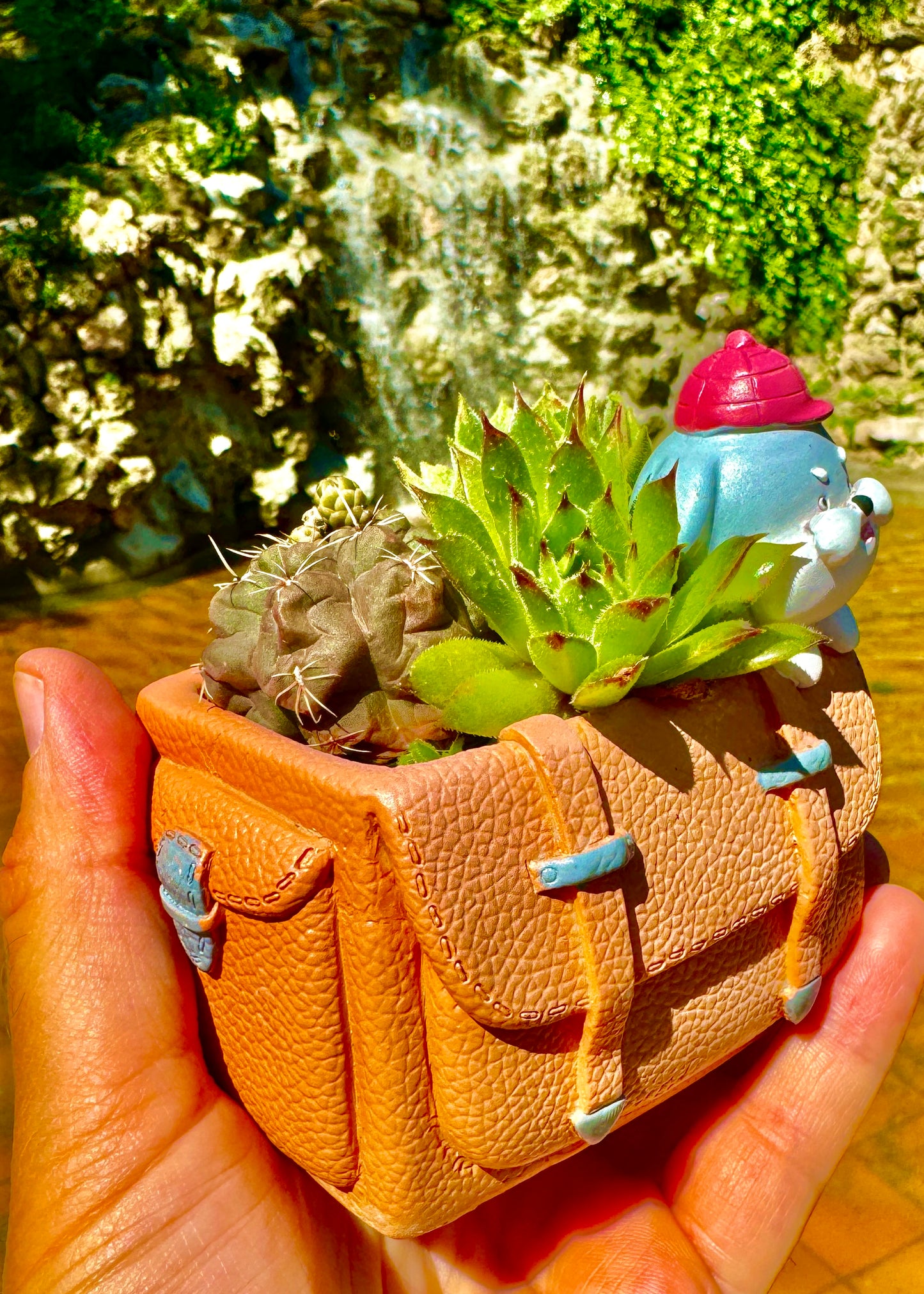 Mini arreglo de cactus(Gymnocalycium baldianum) y suculenta (sempervivum)