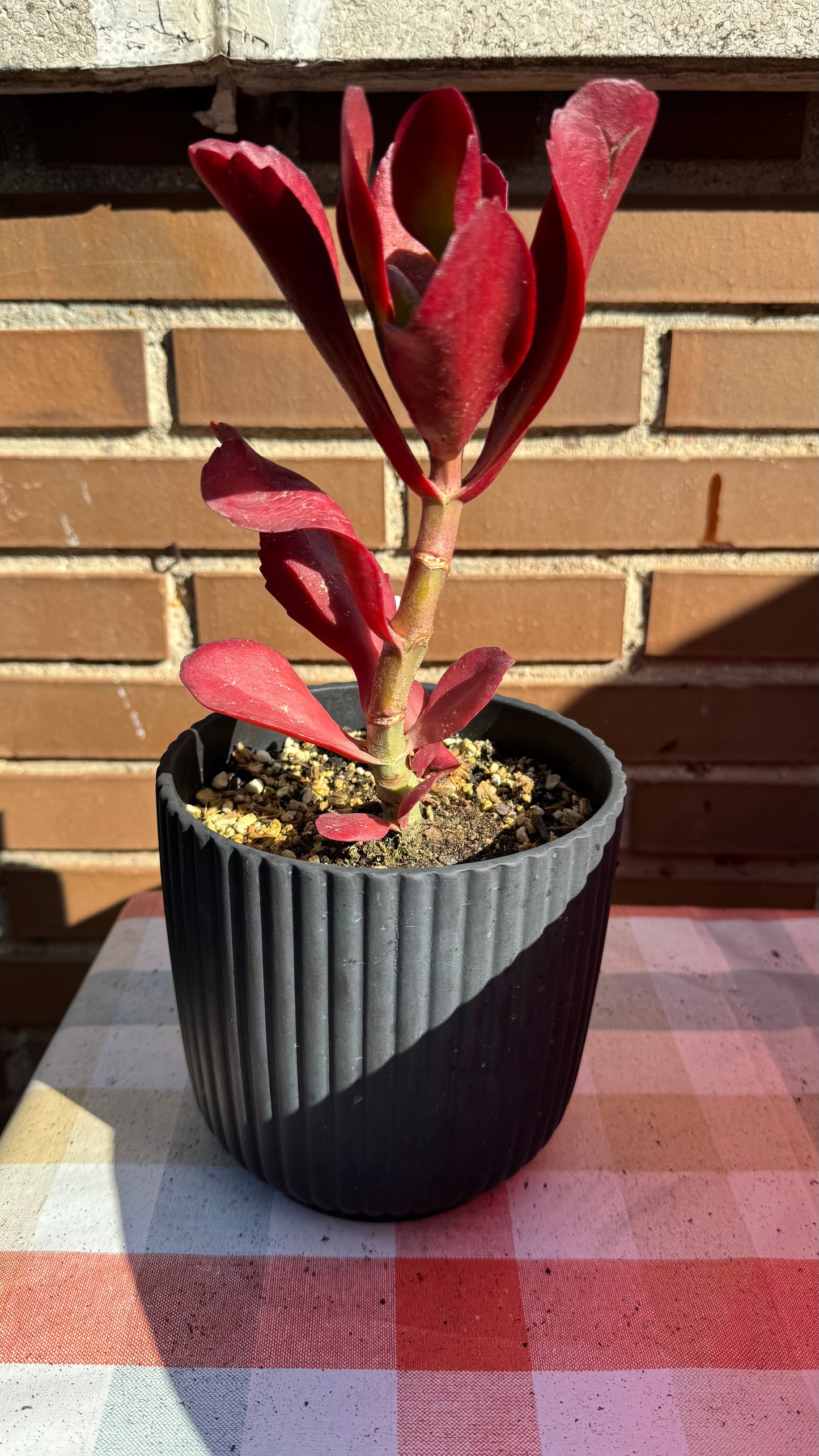 Kalanchoe Vivien