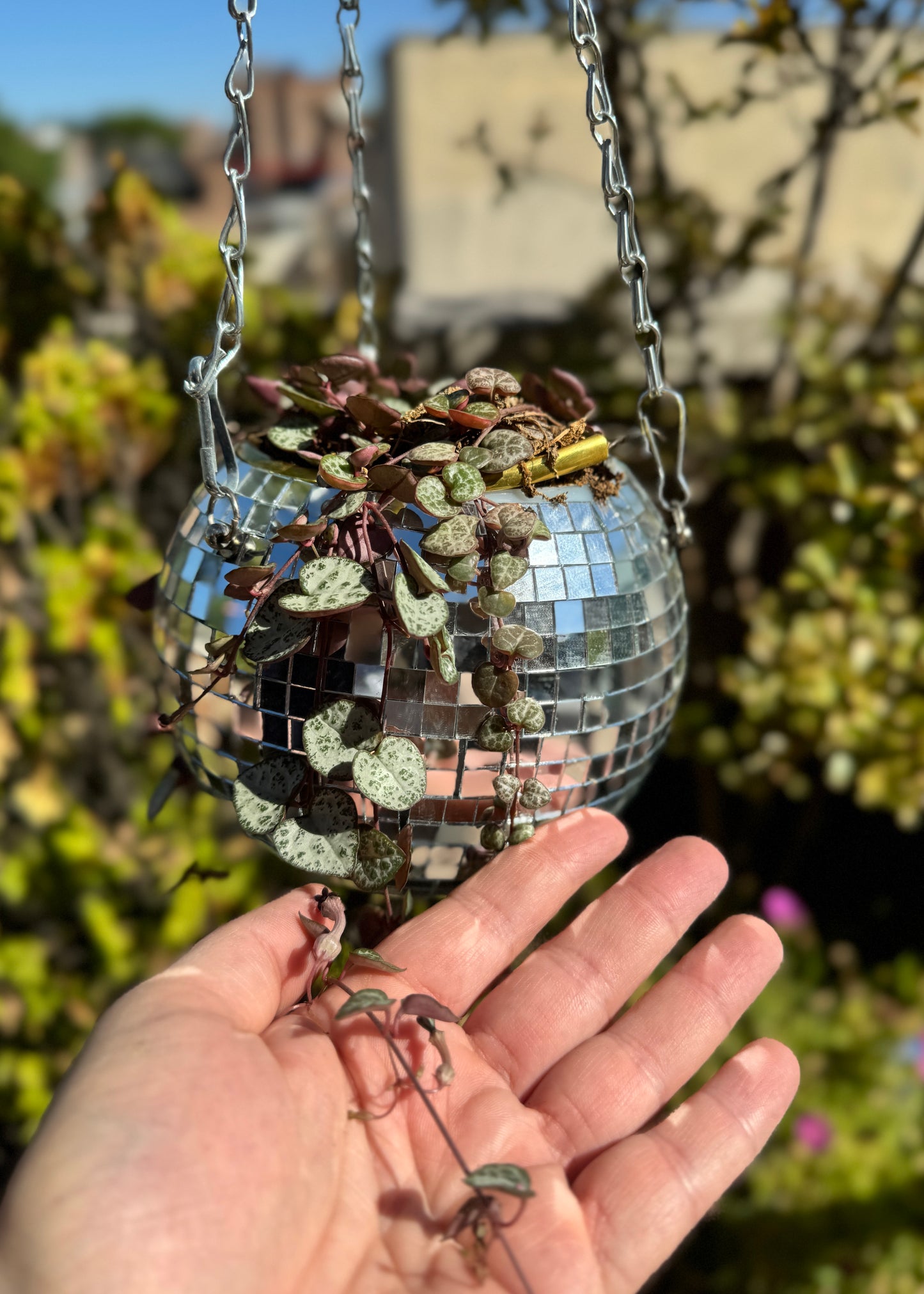 Ceropegia linearis subsp. woodii (Collar de corazones)