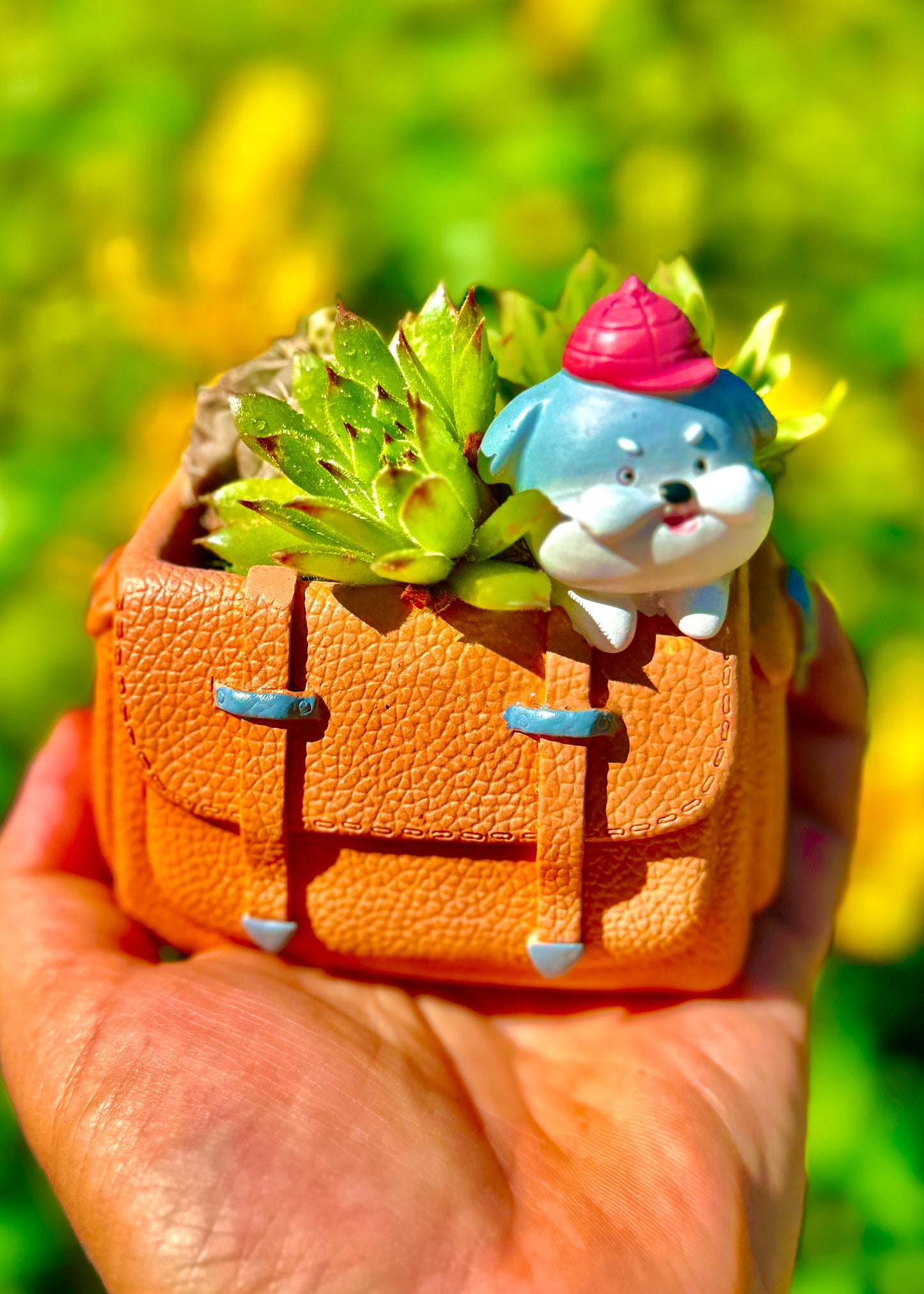 Mini arreglo de cactus(Gymnocalycium baldianum) y suculenta (sempervivum)