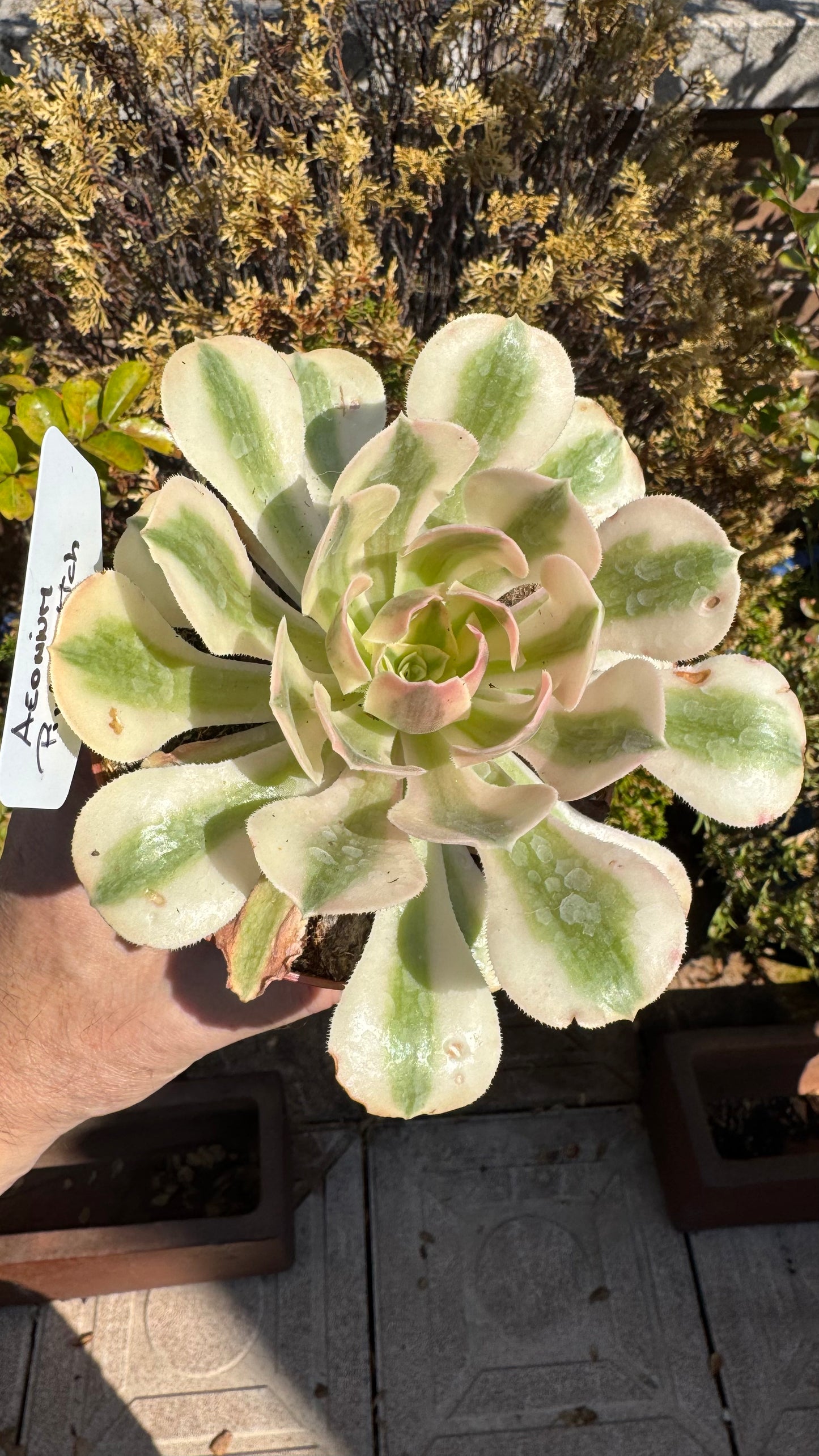 🌸 Aeonium ‘Pink Witch’