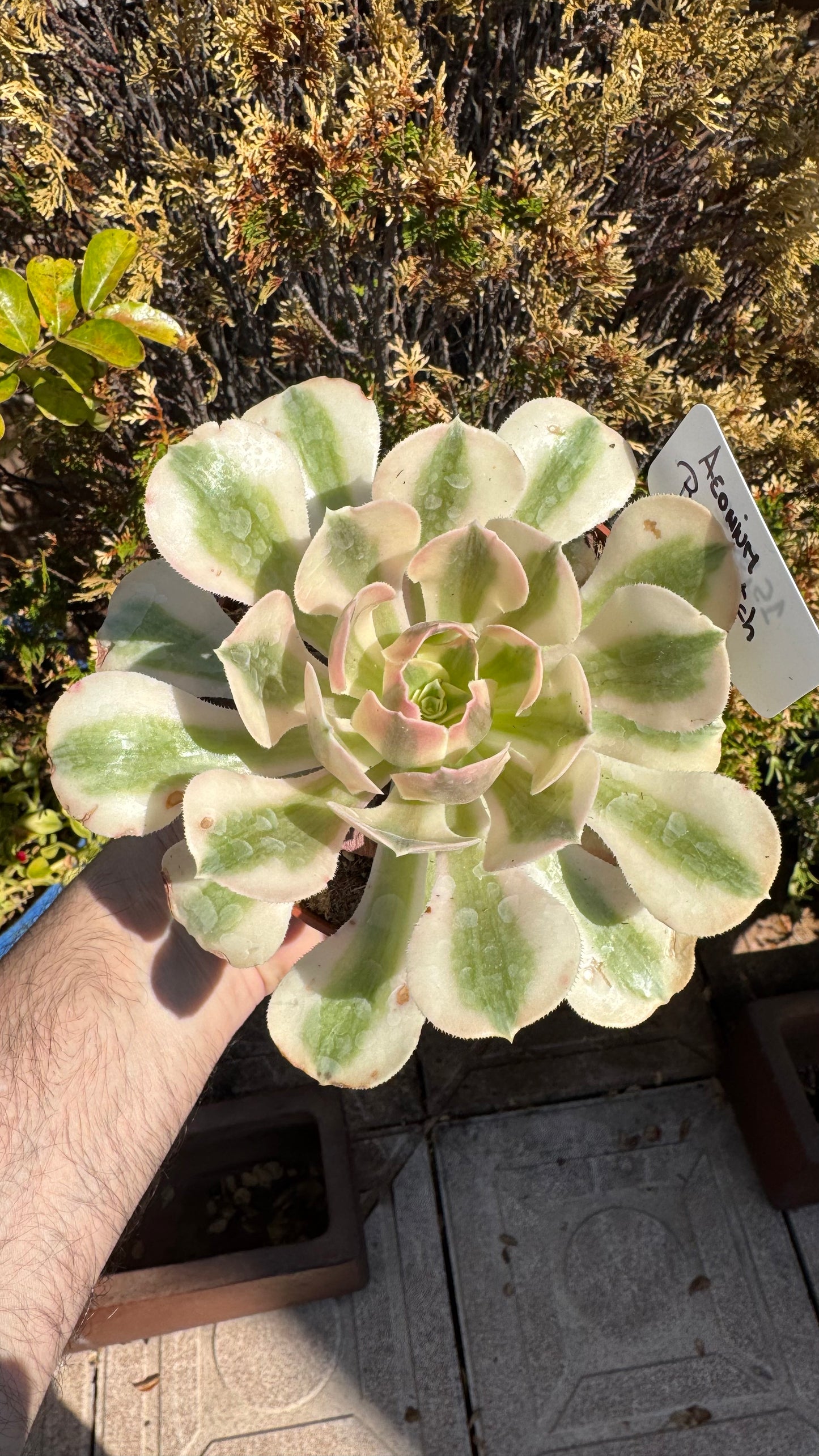 🌸 Aeonium ‘Pink Witch’