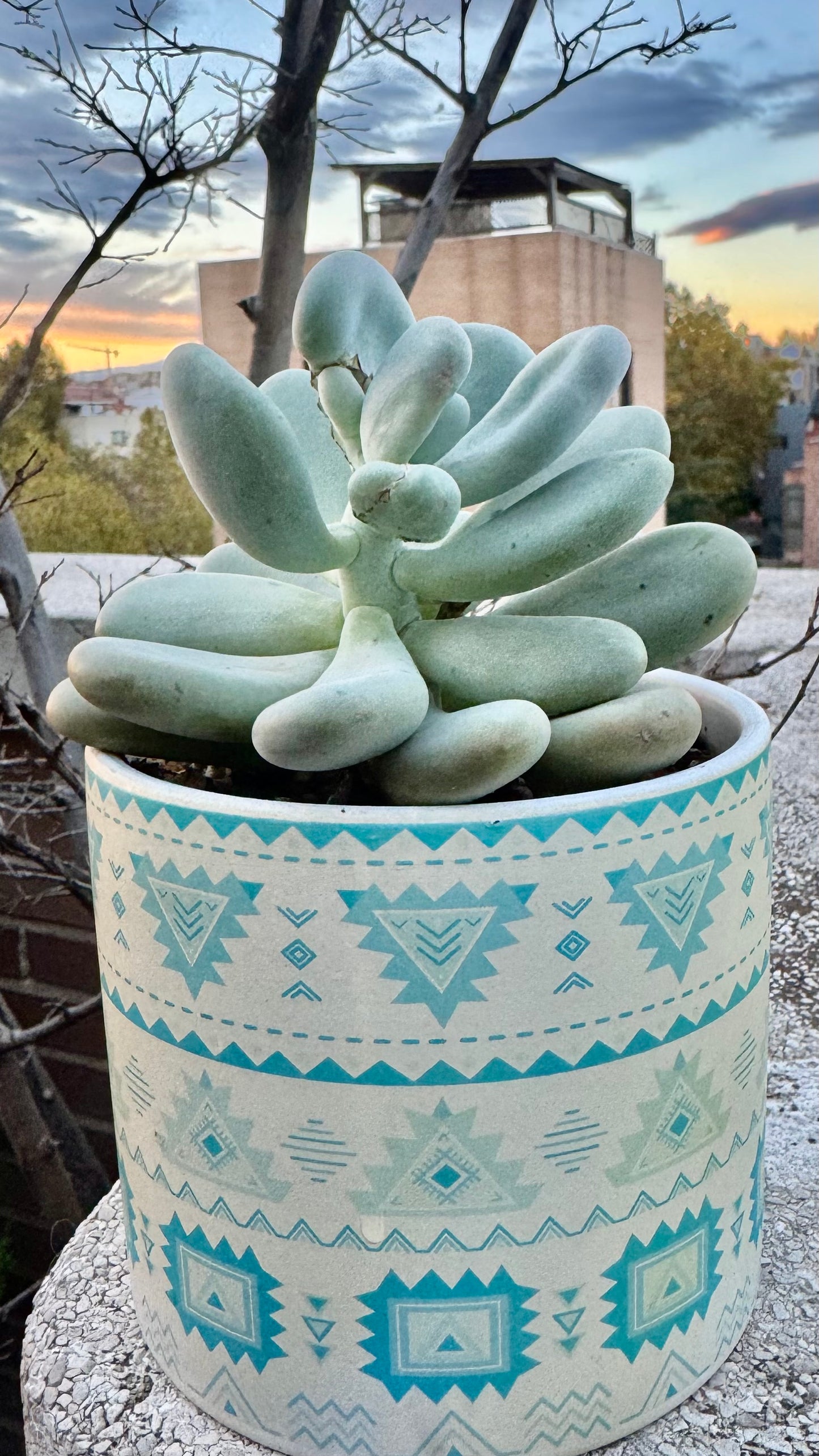 Pachyphytum oviferum