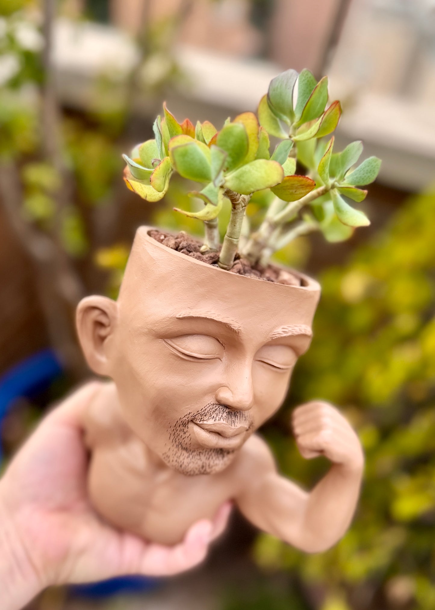 Crassula arborescens