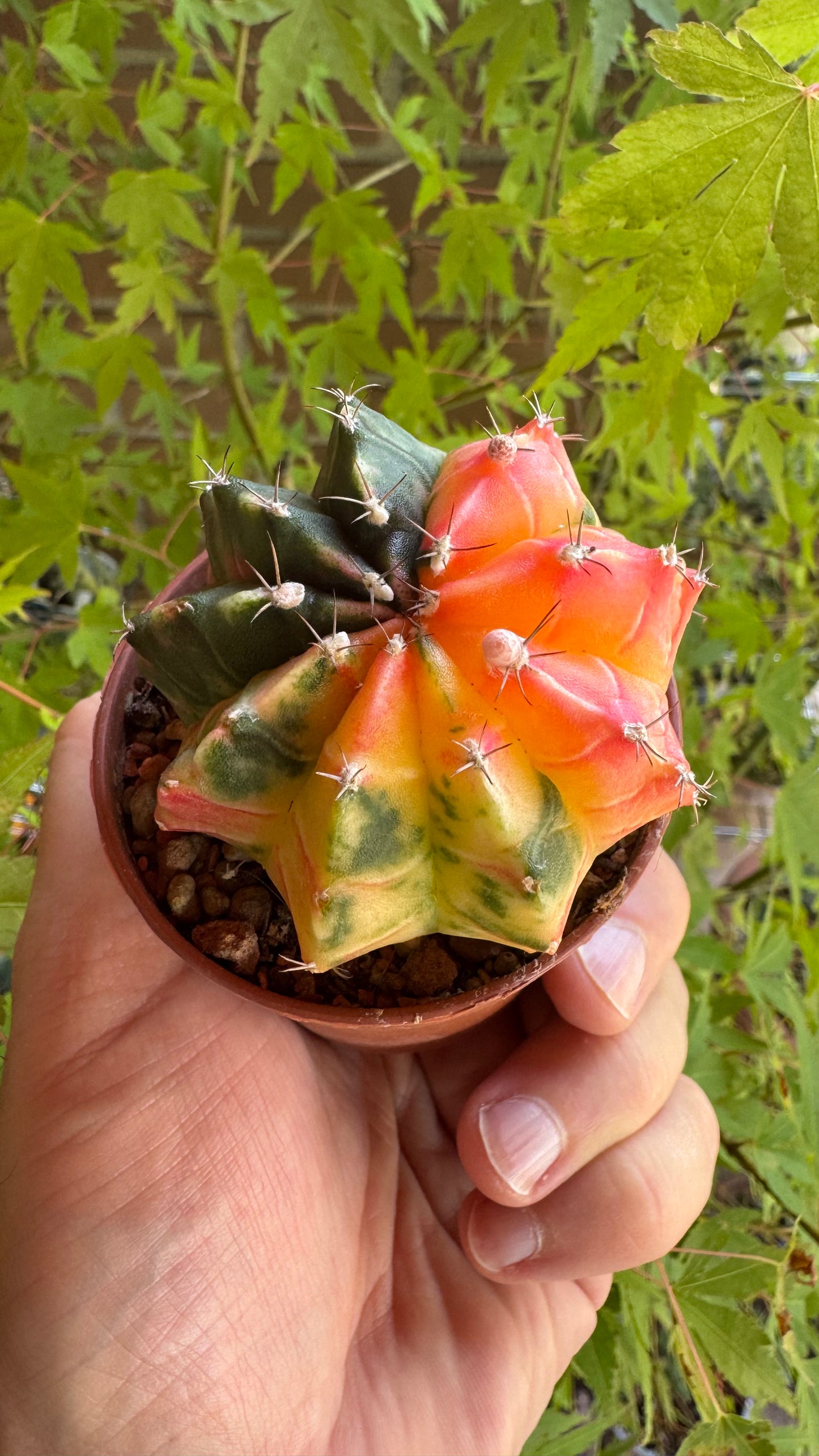 🌵 Gymnocalycium mihanovichii var. friedrichii (Bola de Rubi)