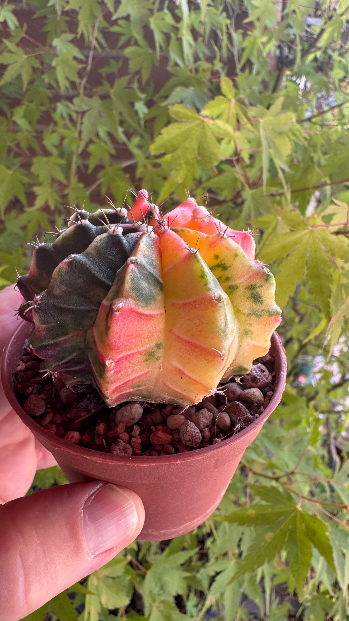 🌵 Gymnocalycium mihanovichii var. friedrichii (Bola de Rubi)