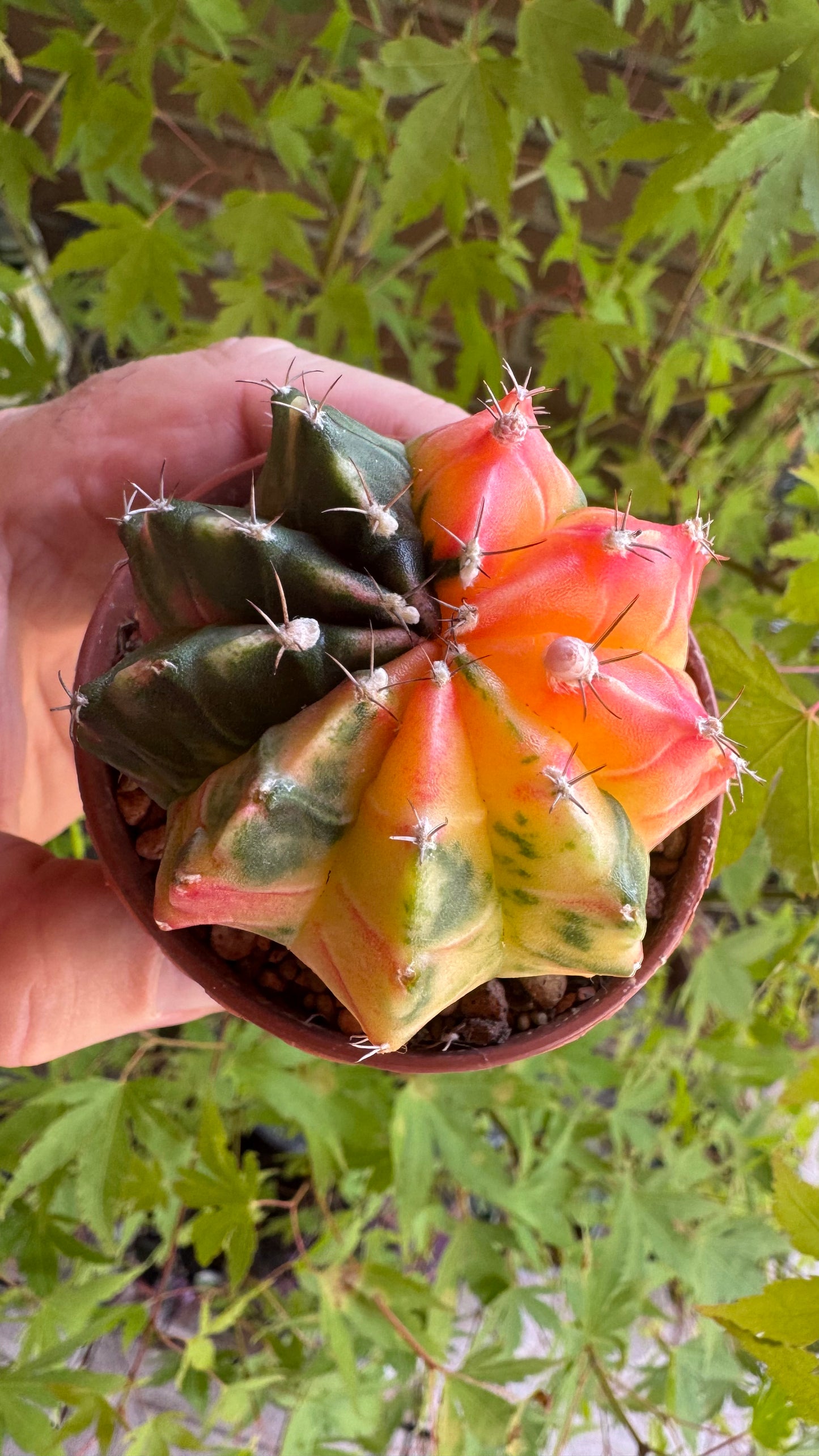 🌵 Gymnocalycium mihanovichii var. friedrichii (Bola de Rubi)