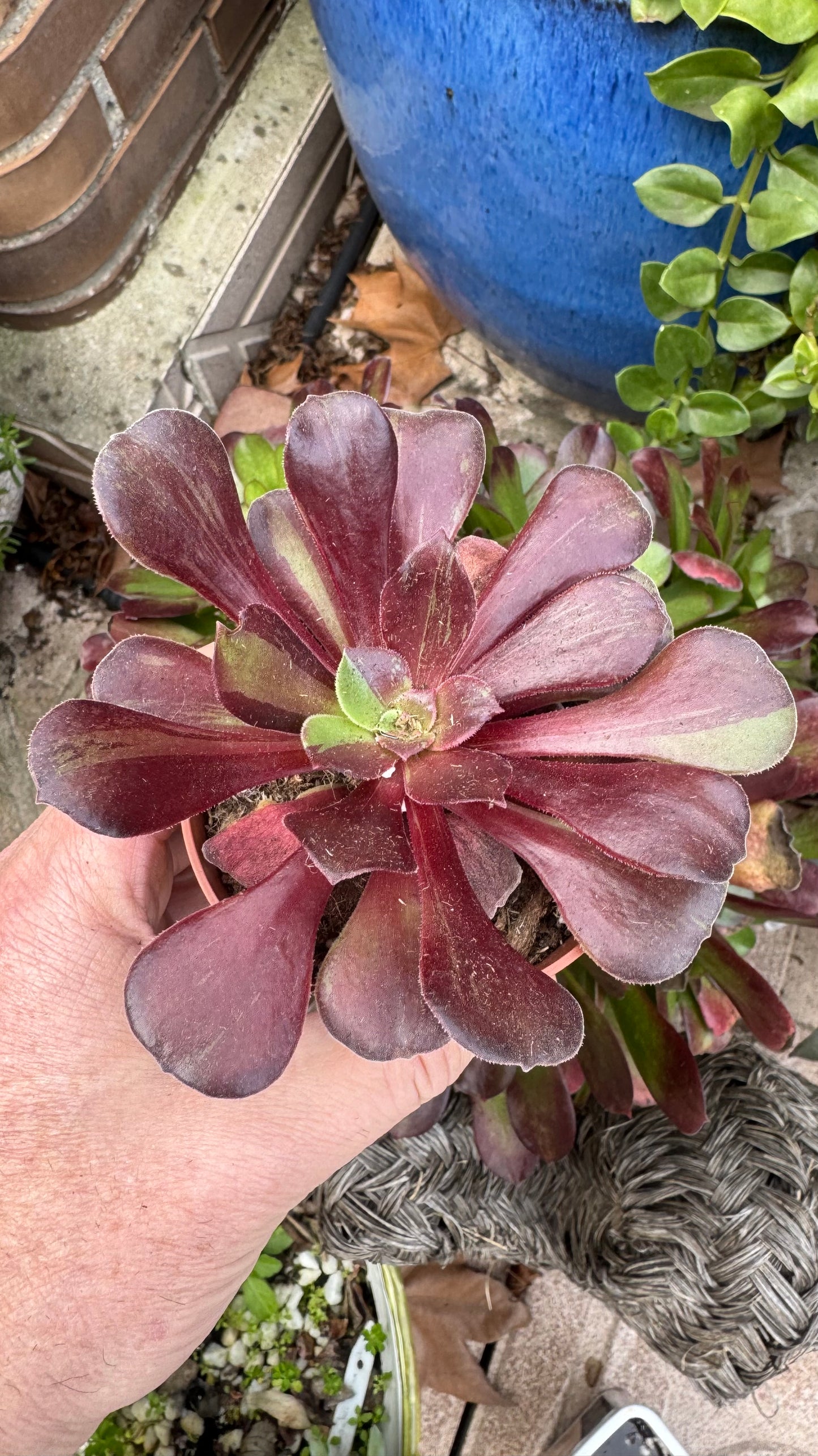 Aeonium Big Bang