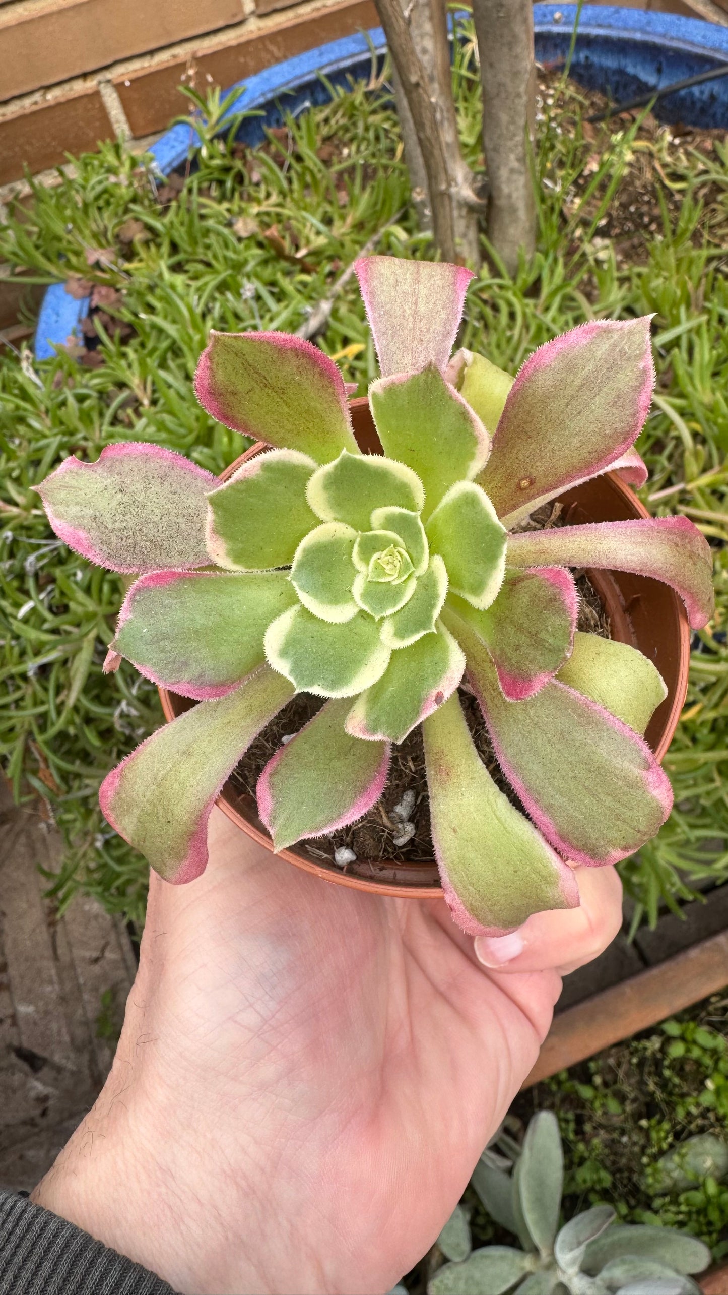Aeonium Green Witch