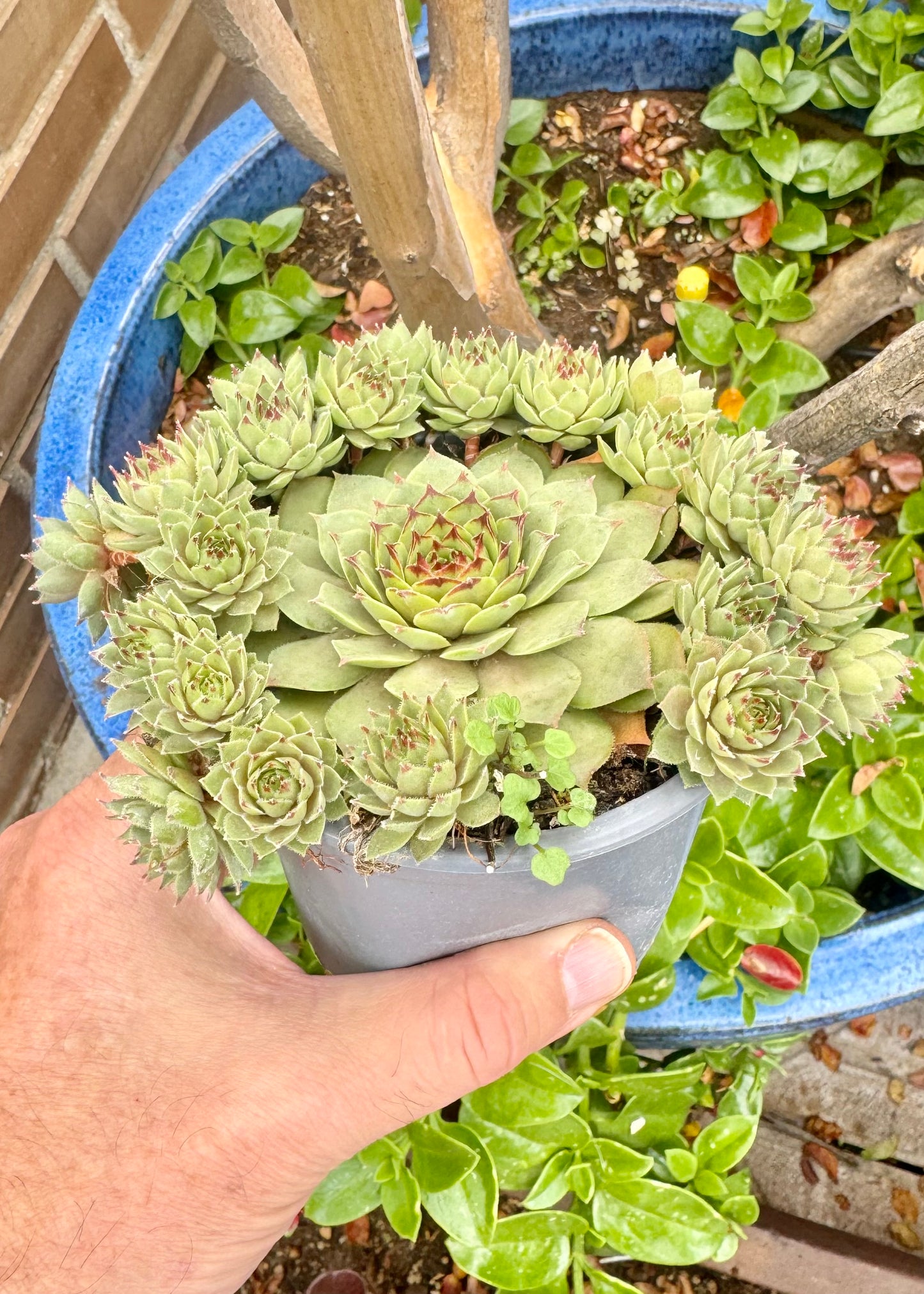 Echeveria Siempreviva 1.