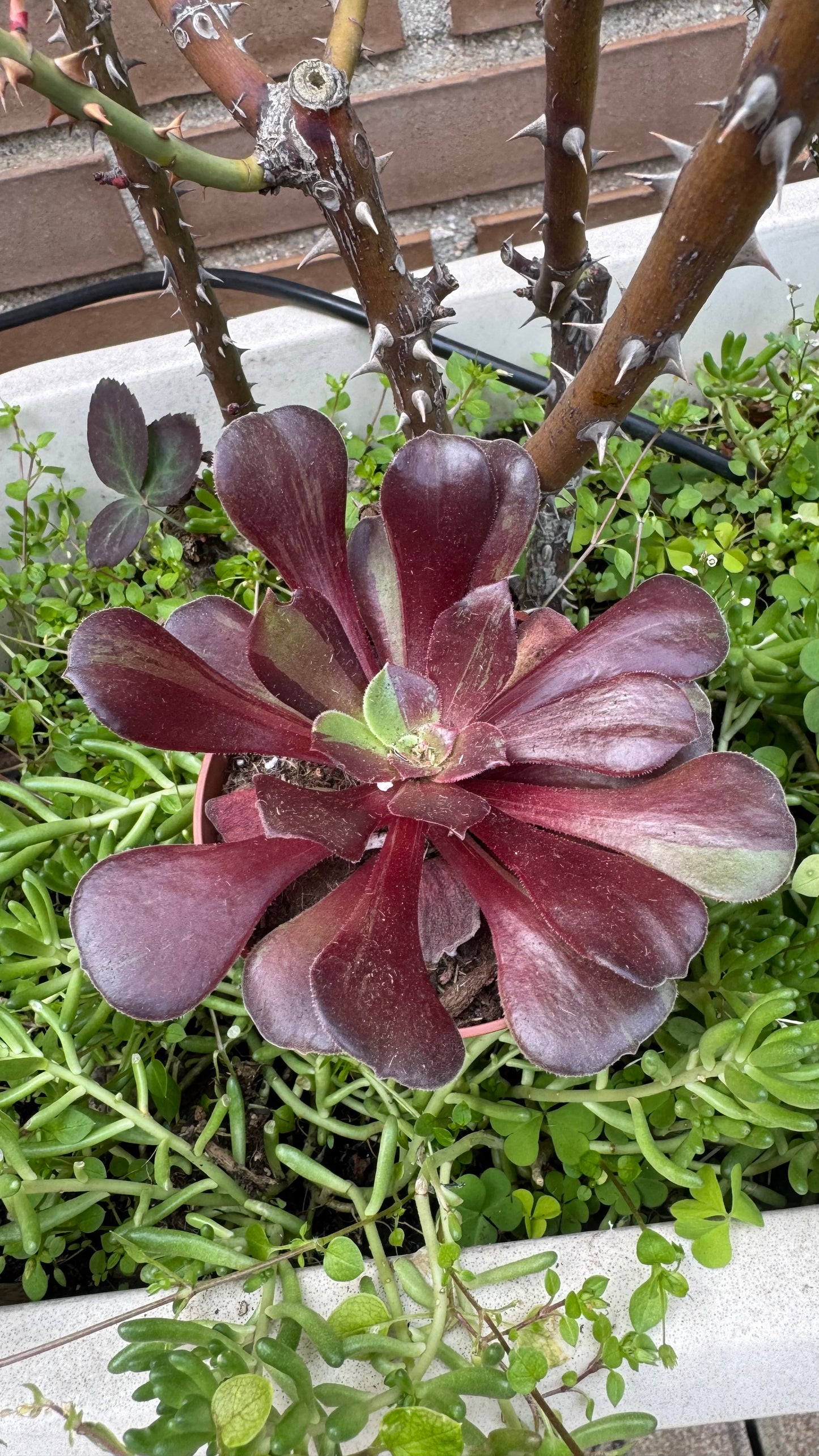 Aeonium Big Bang