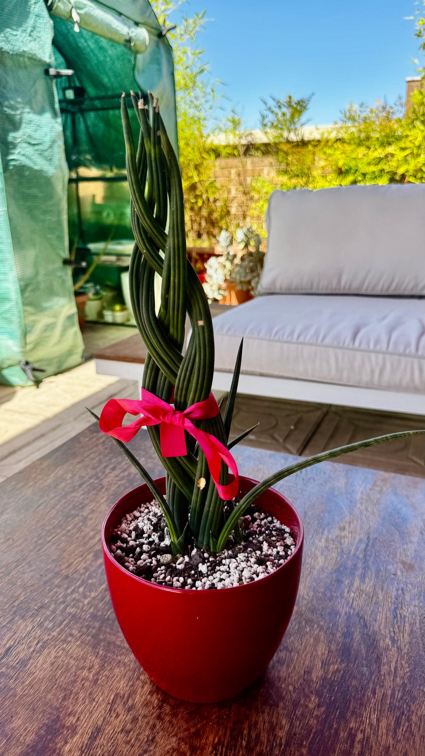 Sansevieria Cylindrica Trenzada