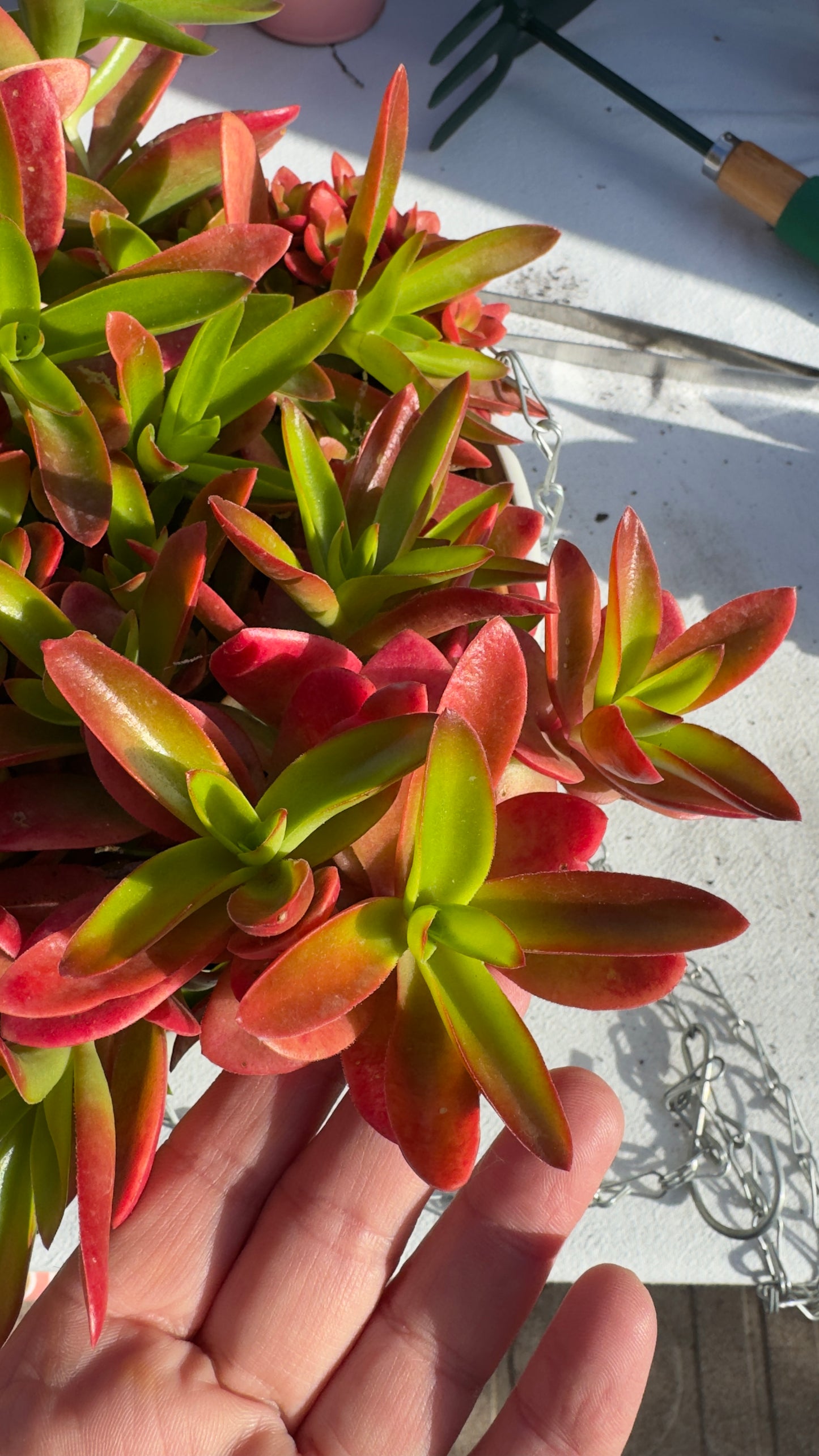 Crassula Capitella Campfire