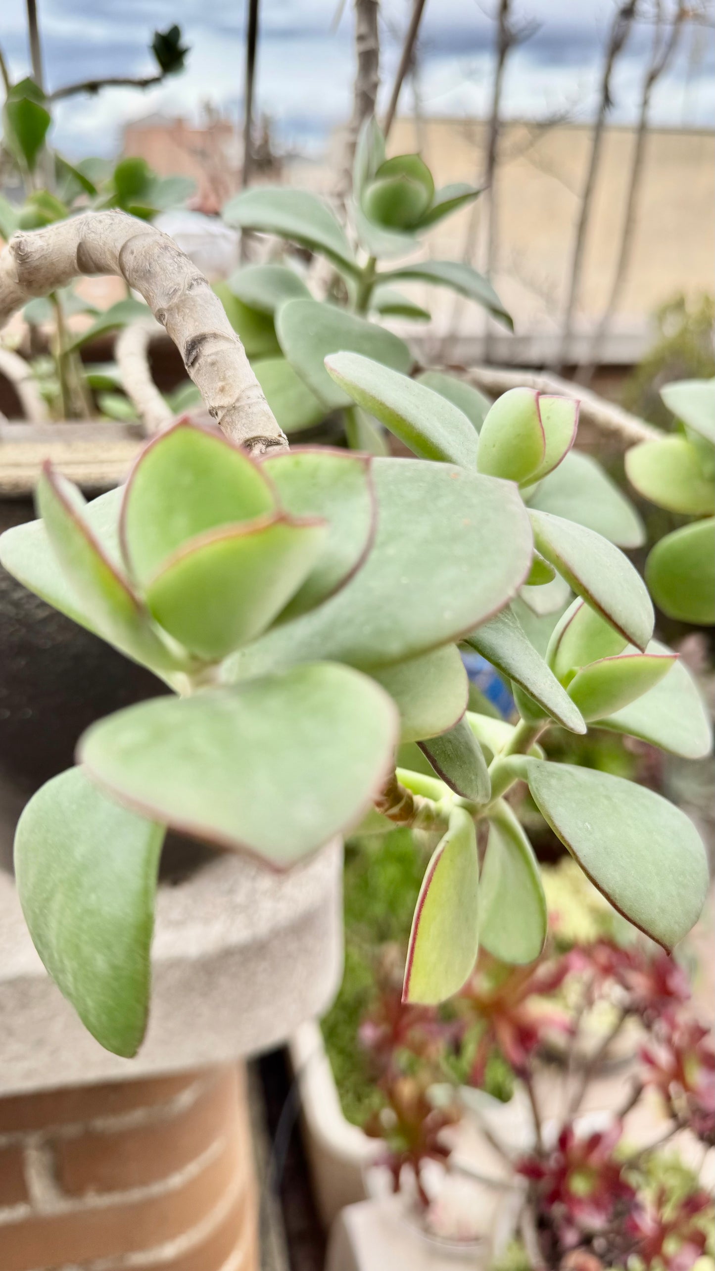 Cotyledon orbiculata – Esqueje enraizado para colección