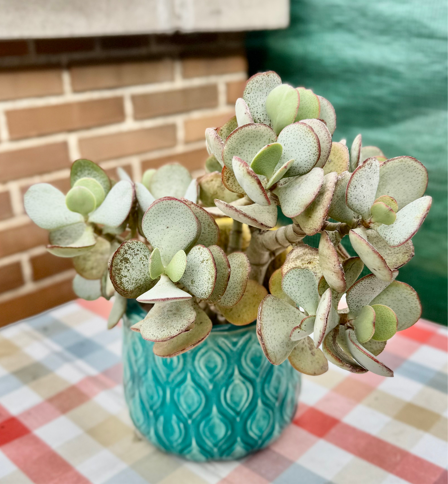 Crassula arborescens – Esqueje enraizado para colección