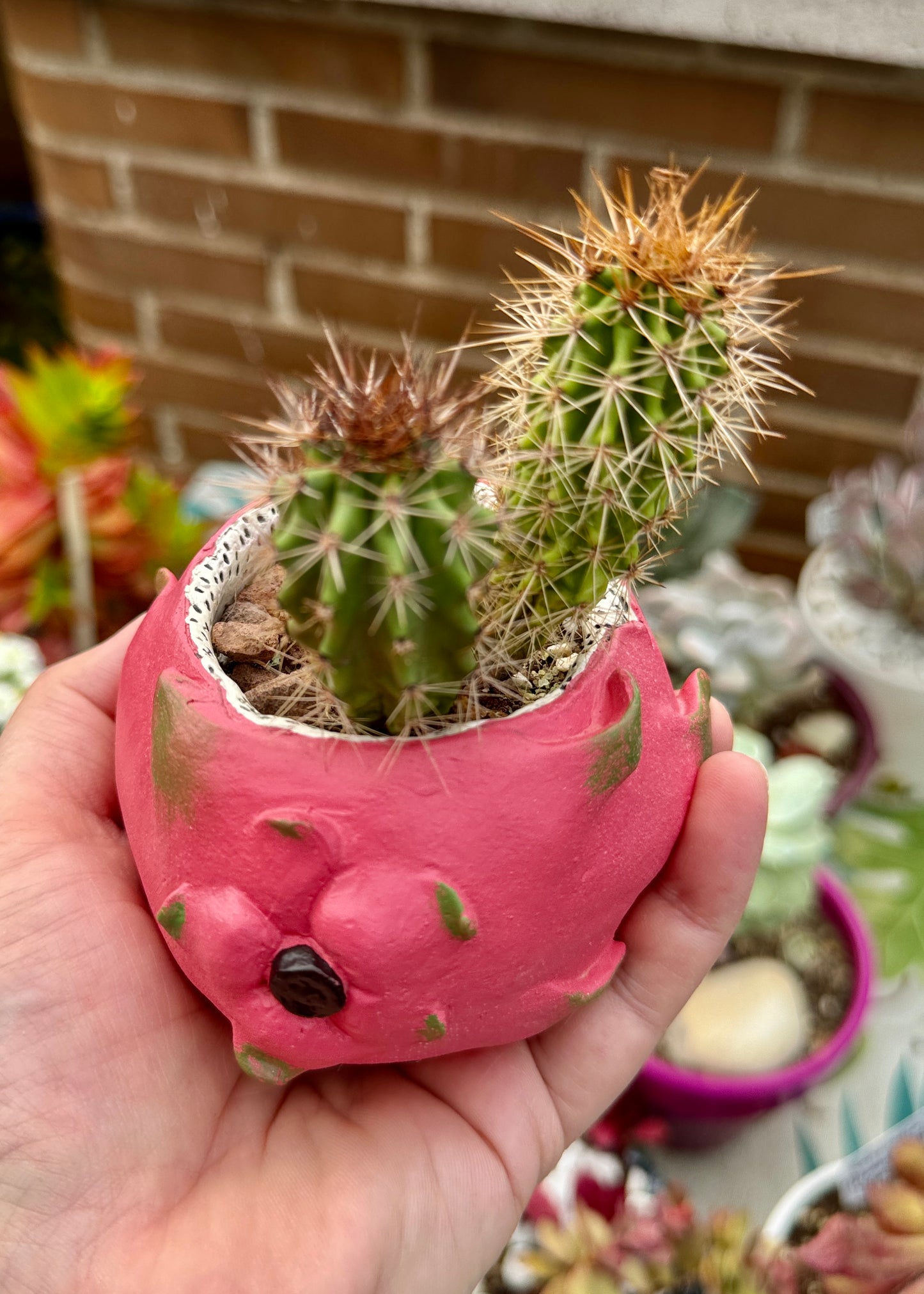 Cactus Echinocereus Coccineus