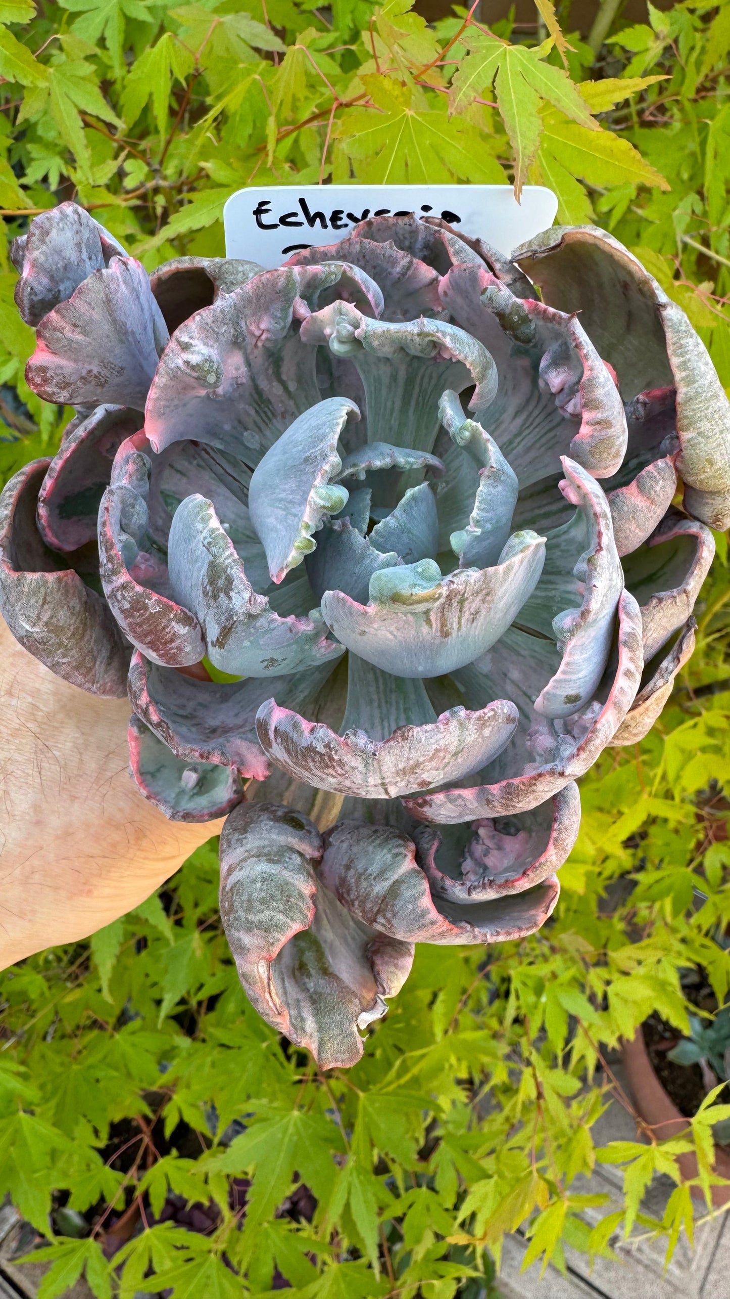 🌺 Echeveria ‘Beyoncé’