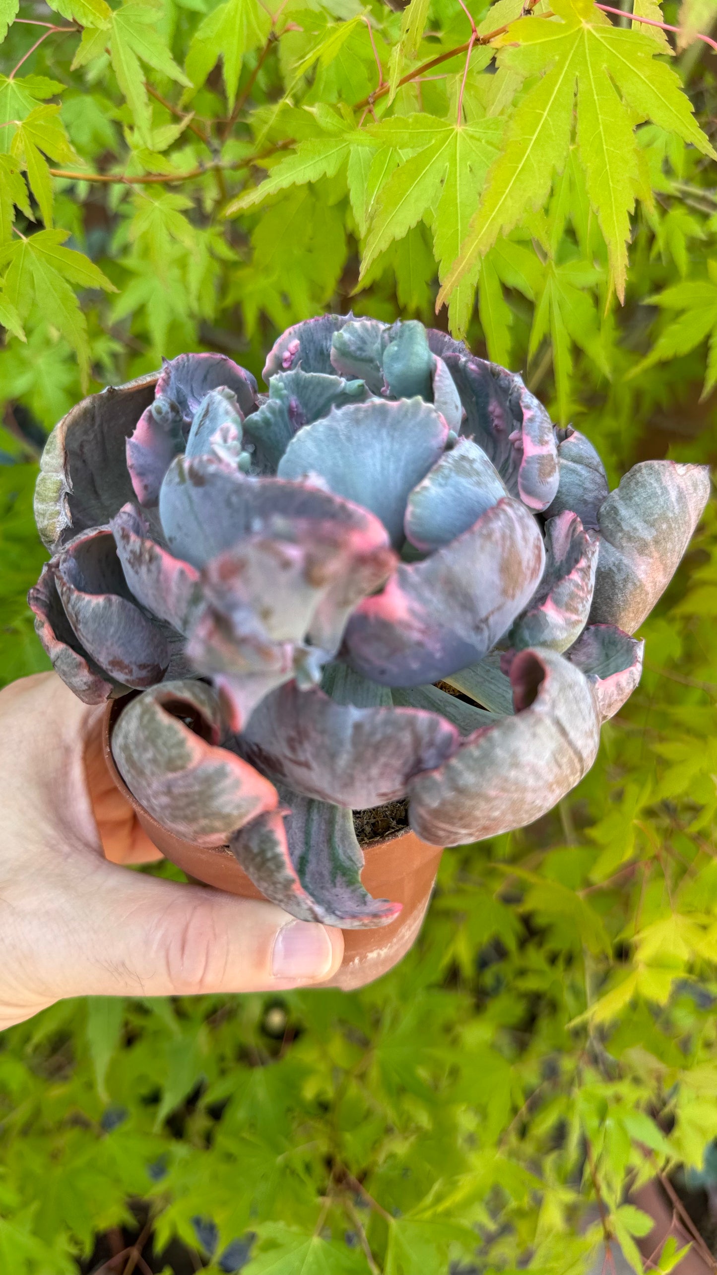 🌺 Echeveria ‘Beyoncé’