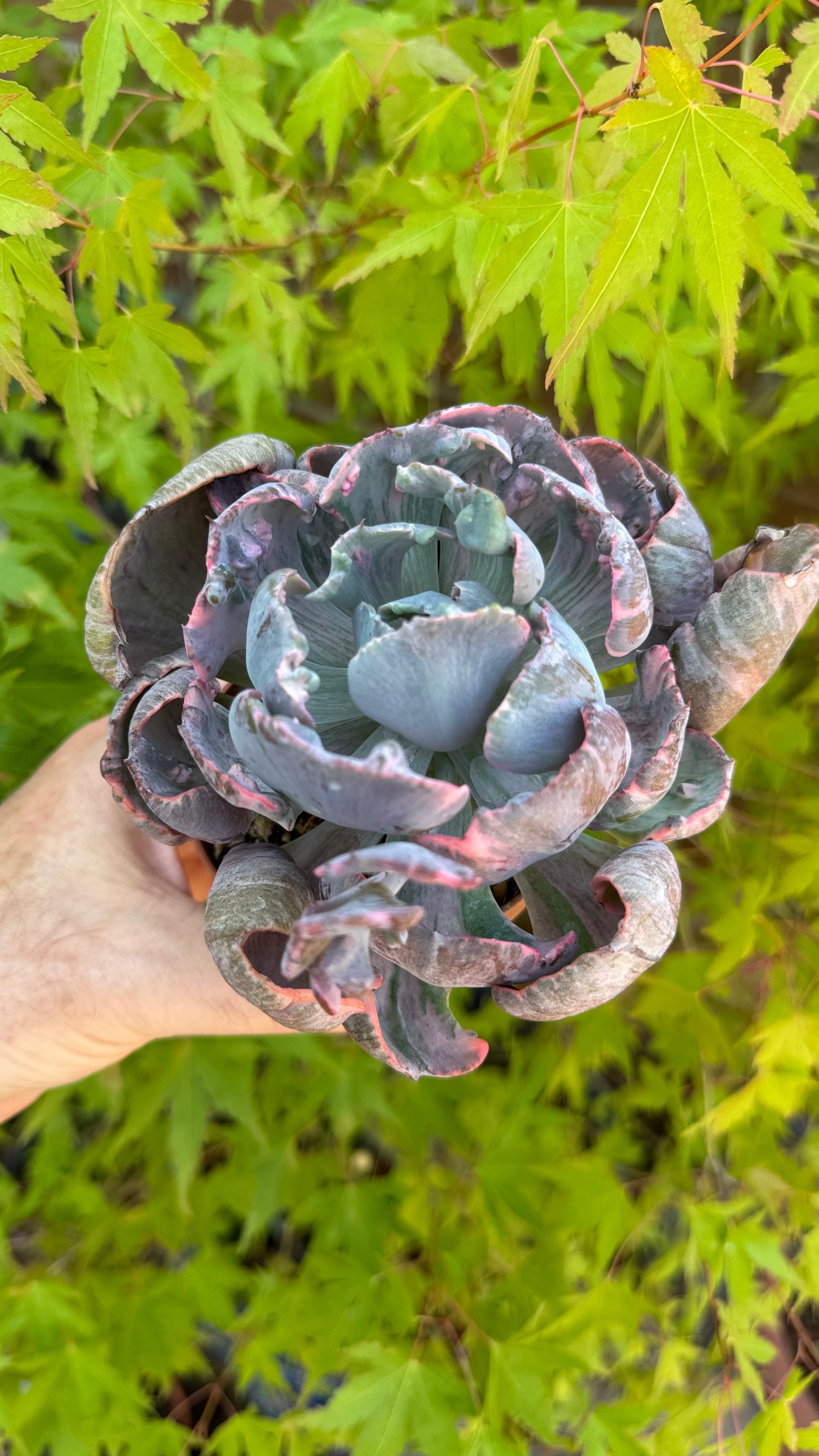 🌺 Echeveria ‘Beyoncé’