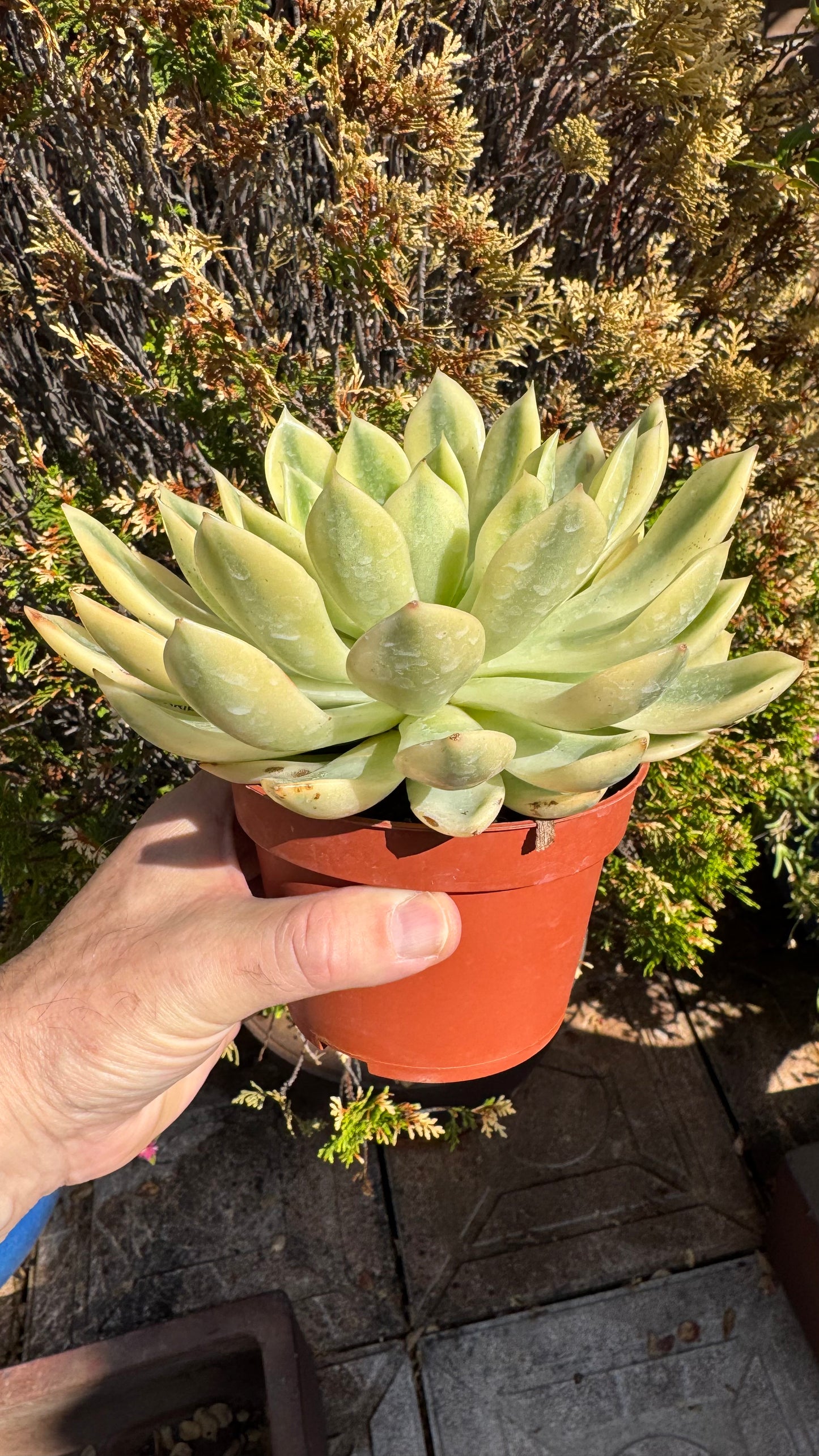 🌱 Echeveria ‘Mira’ Variegata