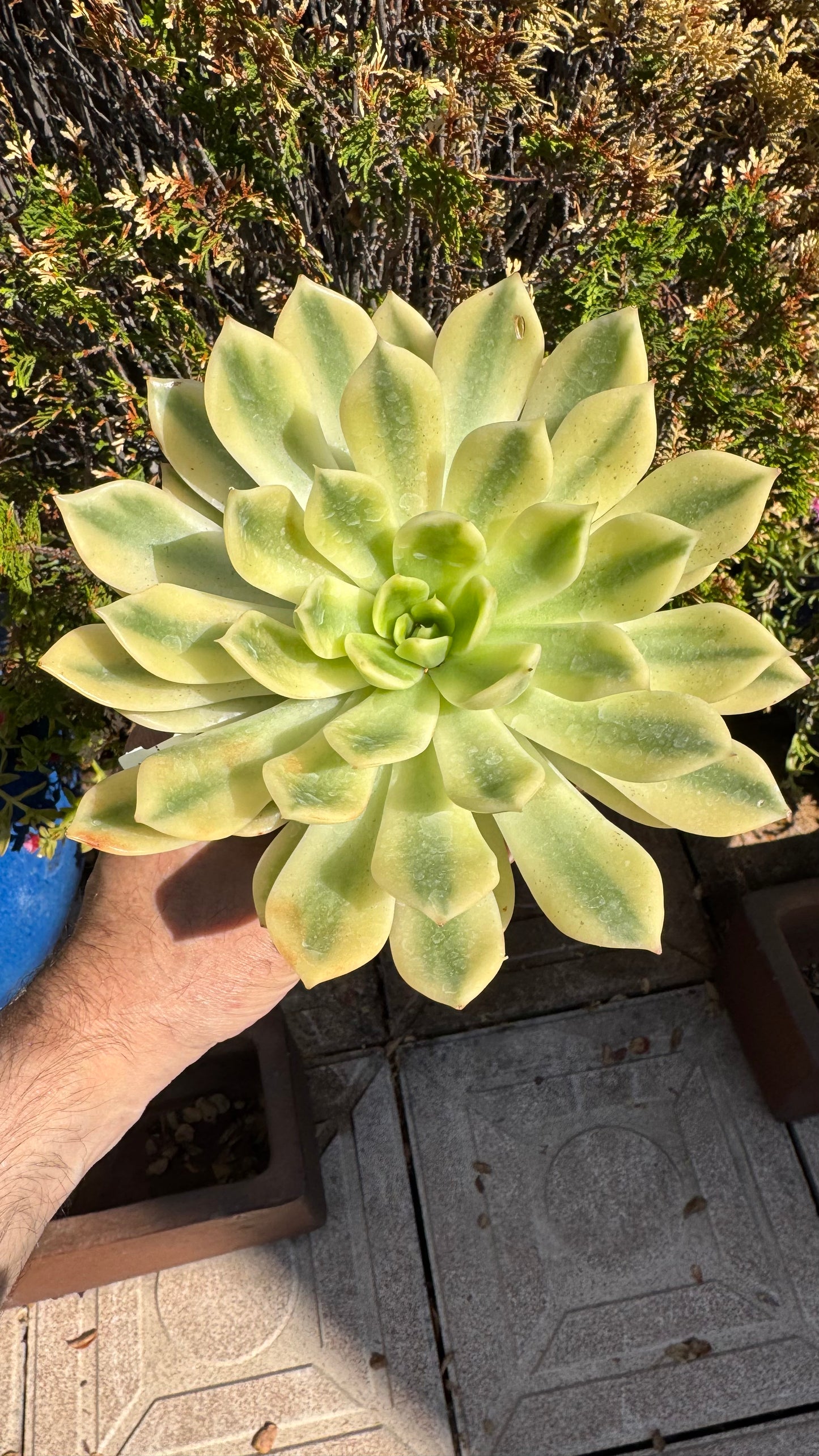 🌱 Echeveria ‘Mira’ Variegata